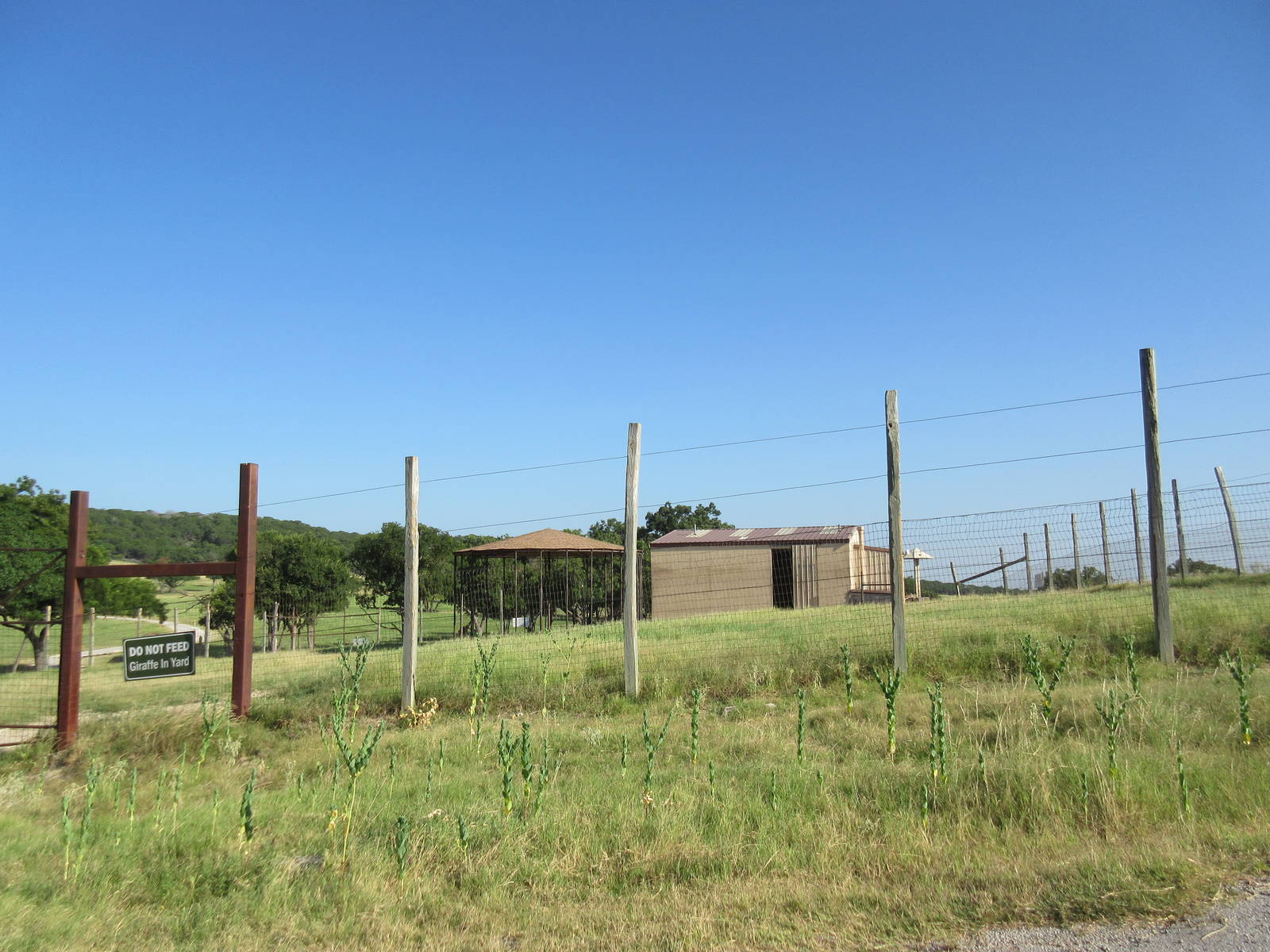 Drive-Through Safari - Giraffe Exhibit