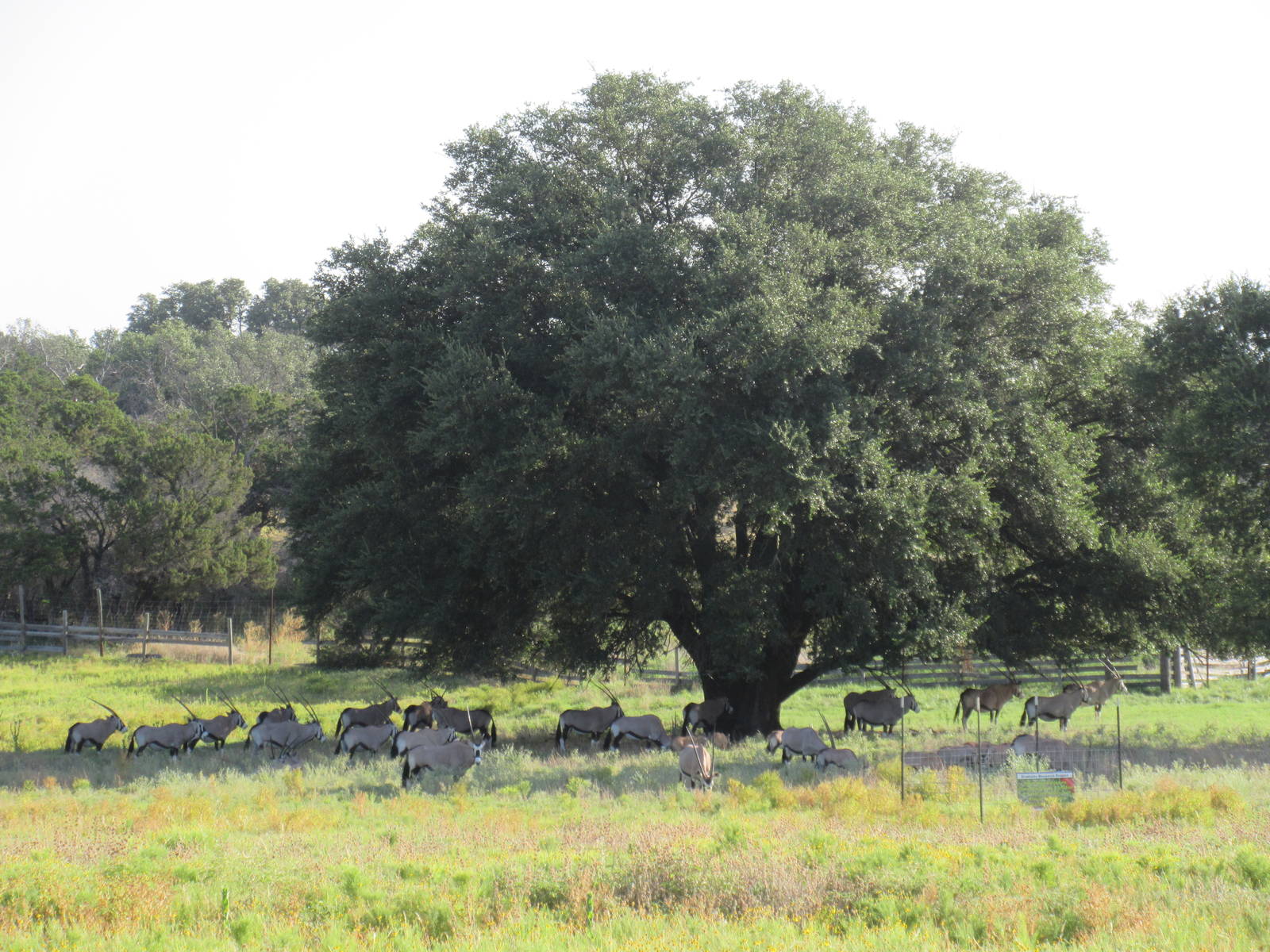 Drive-Through Safari - huge herd of Gemsbok