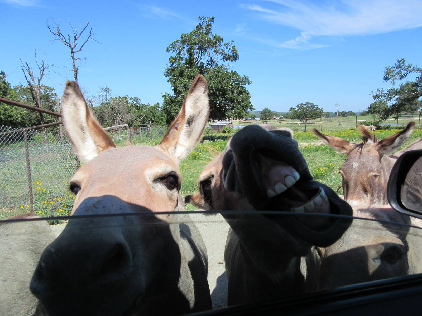 Drive-Through Safari - Hungry Donkeys