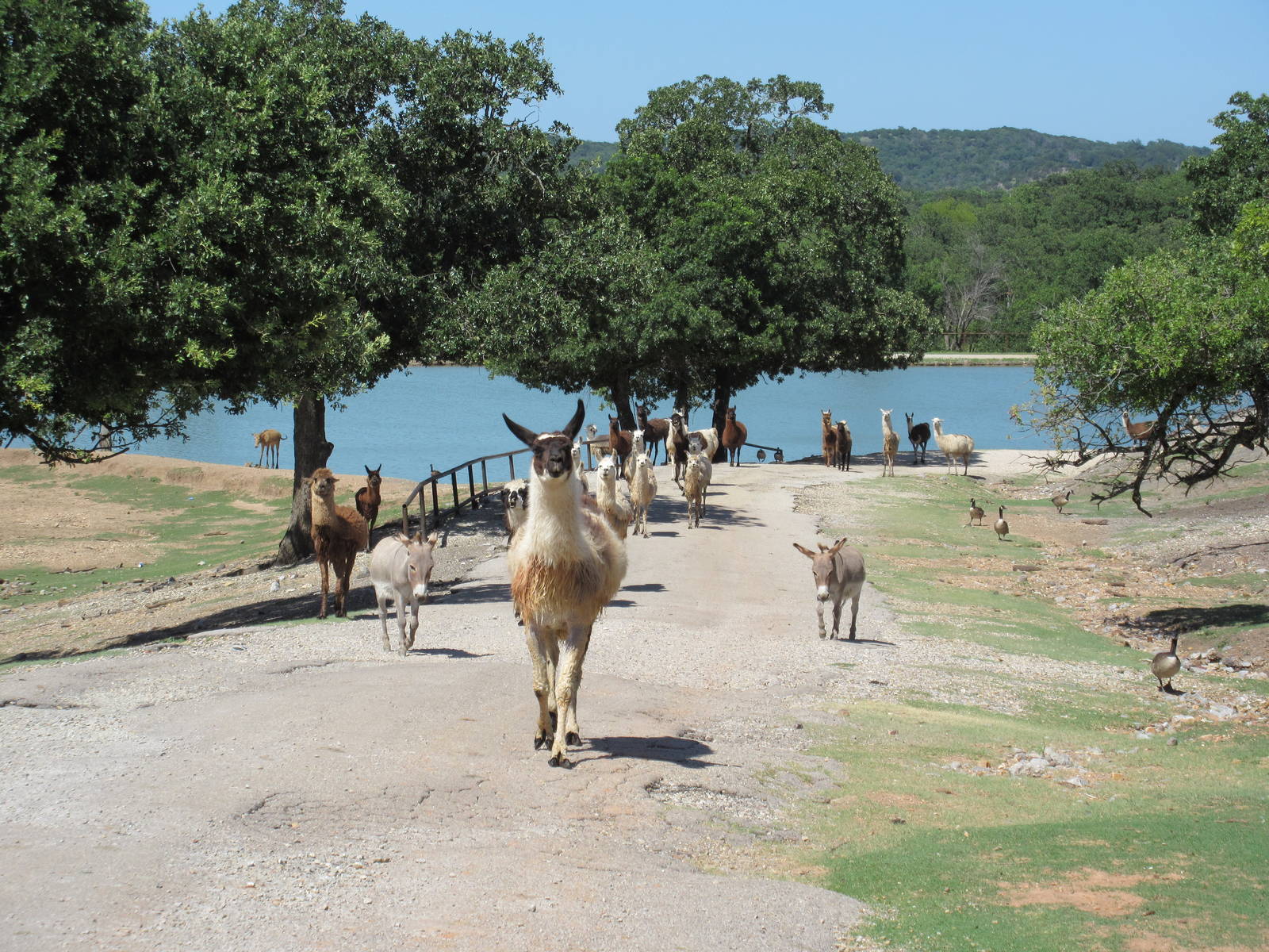 Drive-Through Safari - Llamas, Alpacas + Donkeys