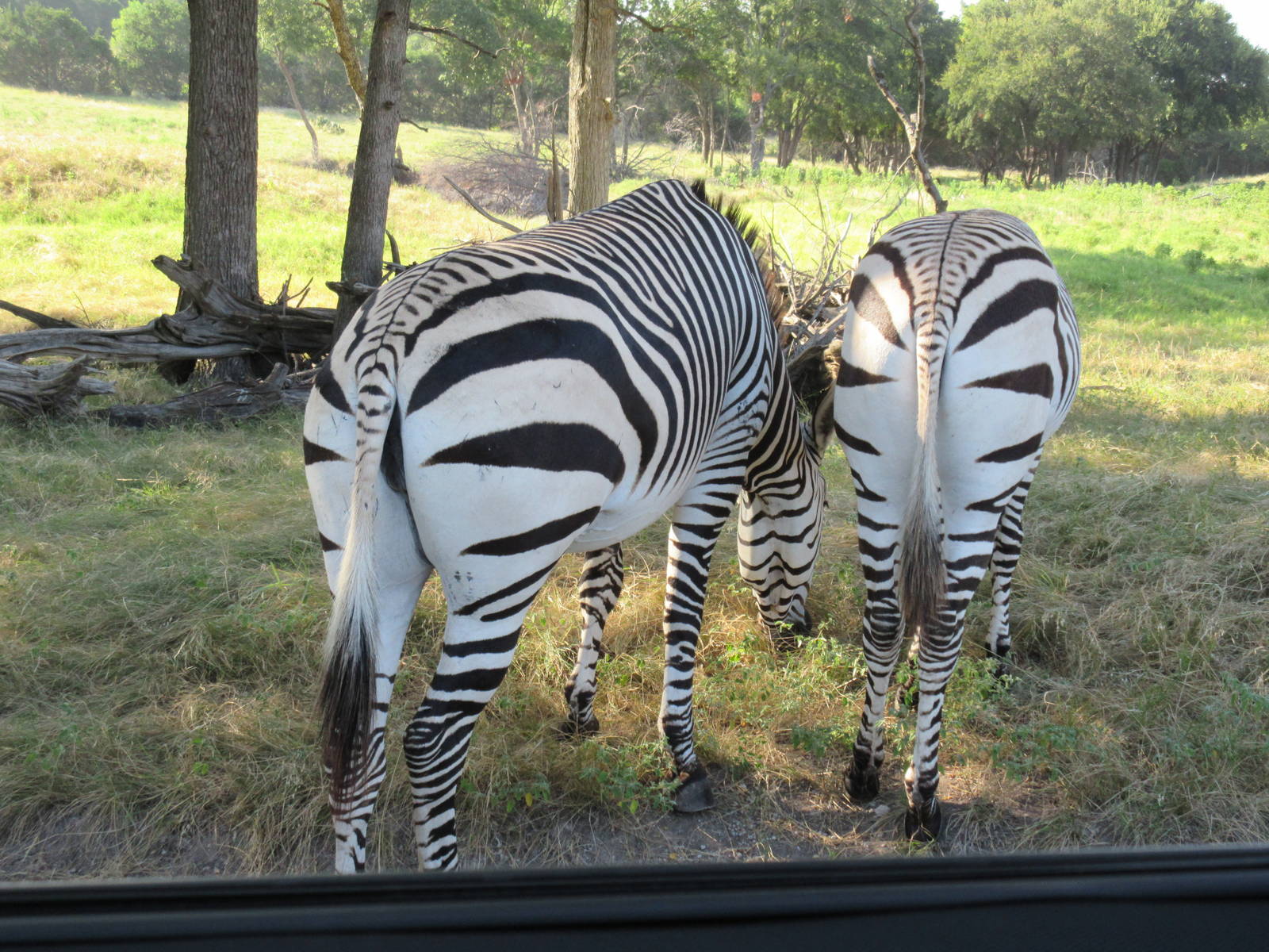 Drive-Through Safari - no two patterns are alike