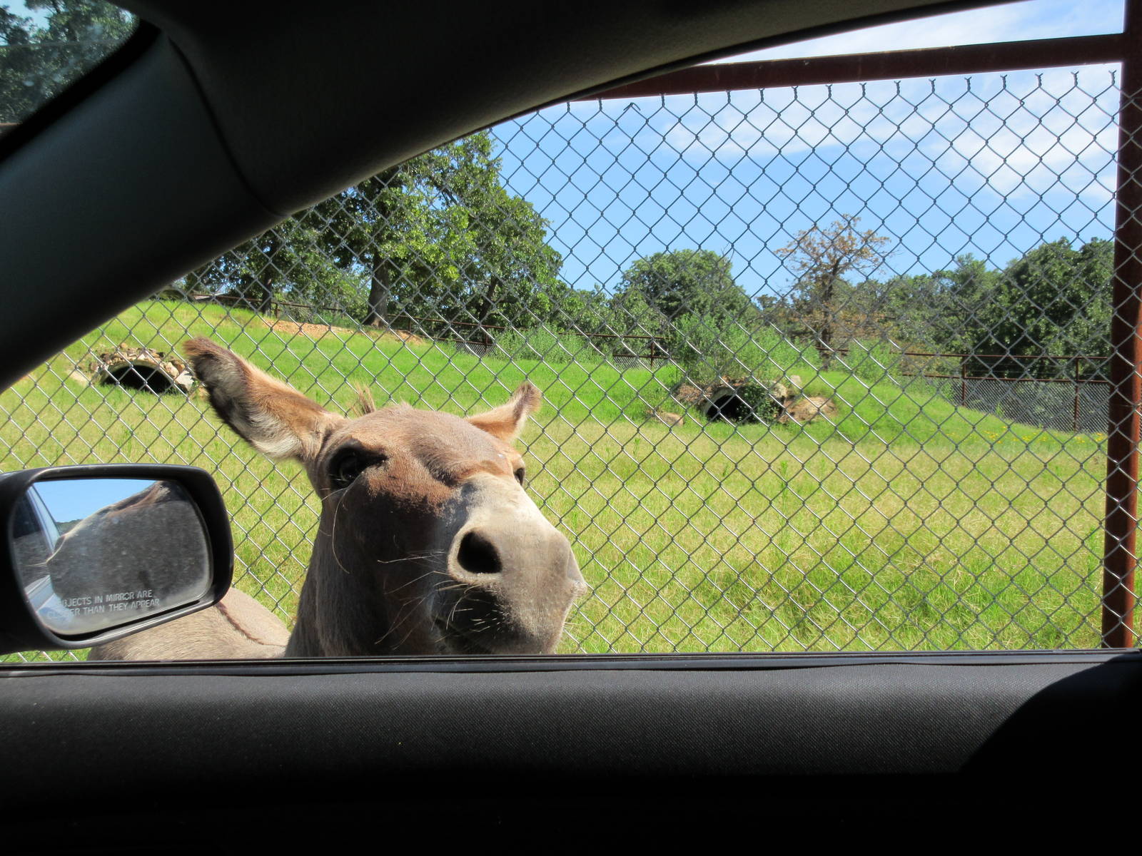 Drive-Through Safari - One of 40 or more donkeys