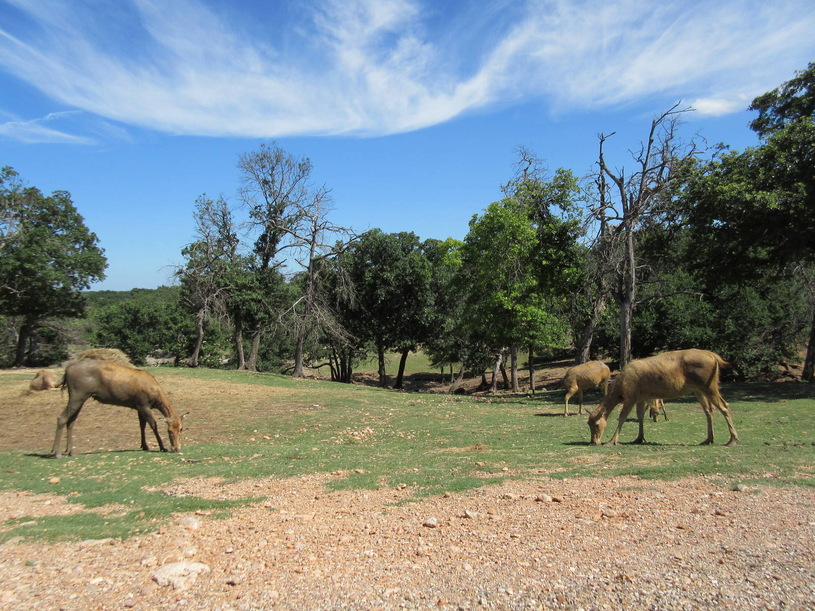 Drive-Through Safari - Pere David's Deer