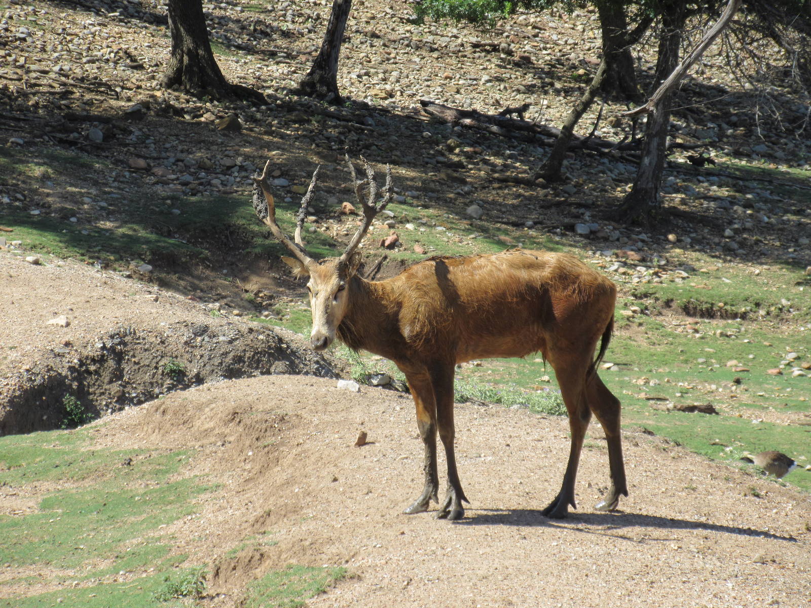 Drive-Through Safari - Pere David's Deer