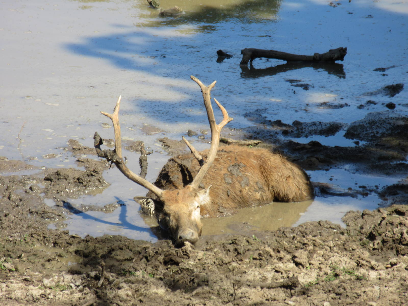 Drive-Through Safari - Pere David's Deer