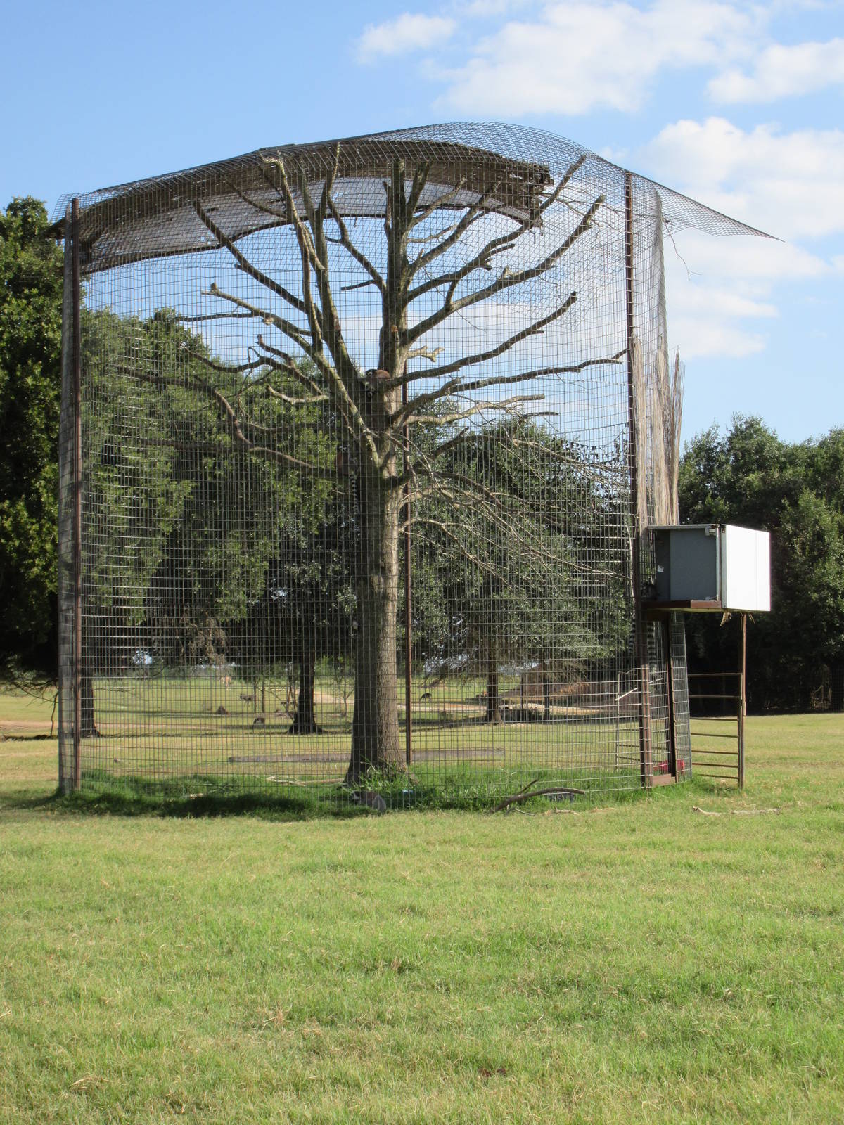 Drive-Through Safari - Ring-Tailed Lemur Exhibit