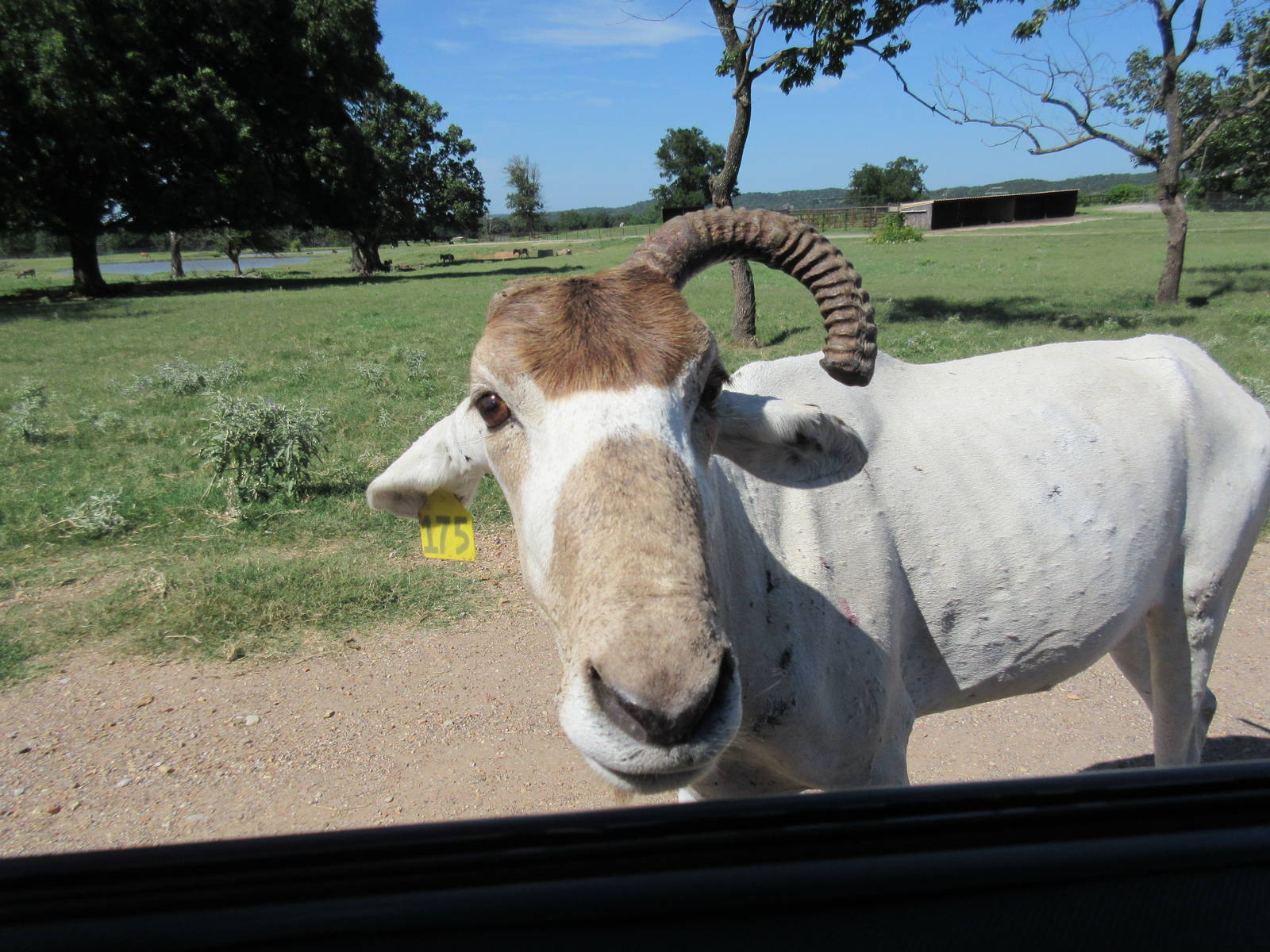 Drive-Through Safari - Skinny Addax