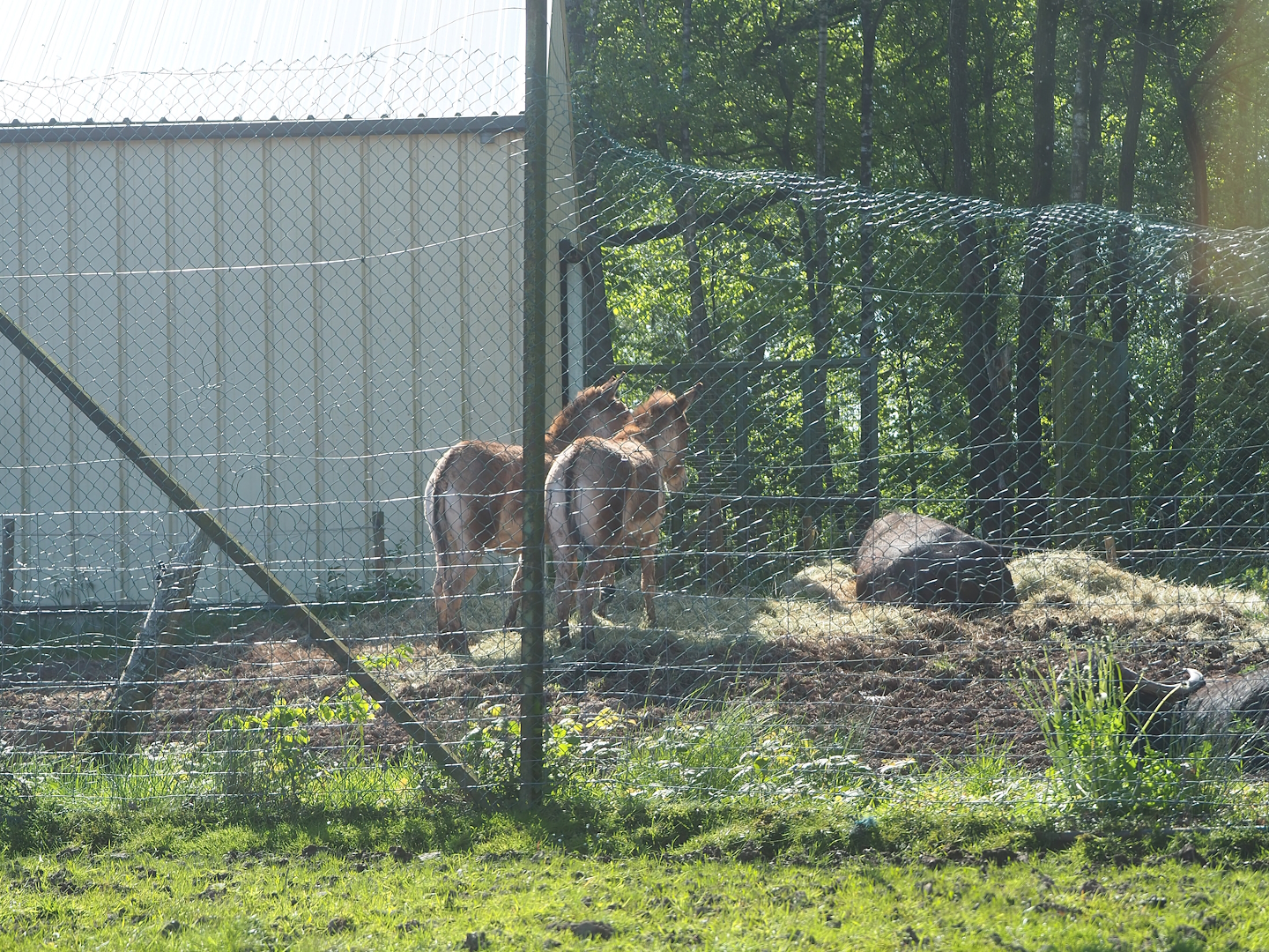 Drive-through safari - Small part of side paddock with Asian species, 2023-05-19