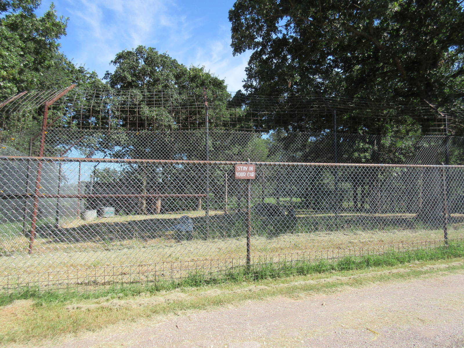 Drive-Through Safari - White Tiger Exhibit