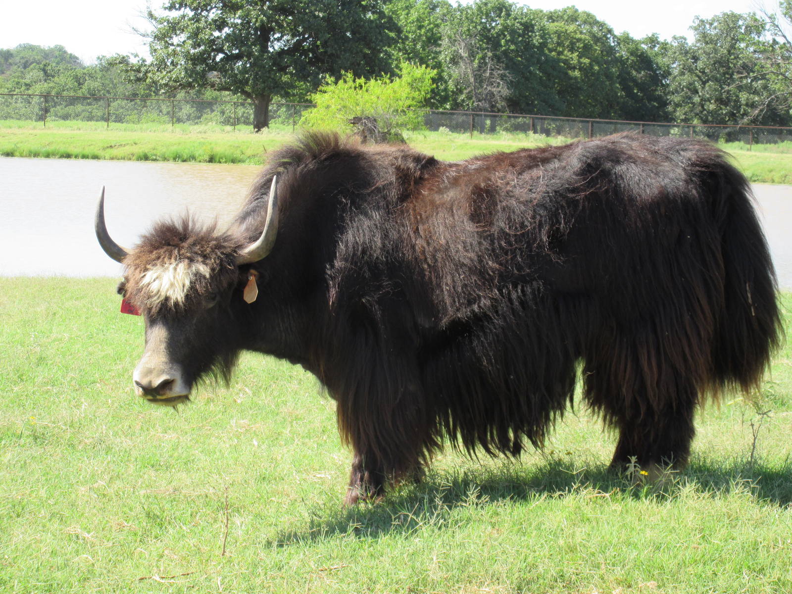 Drive-Through Safari - Yak
