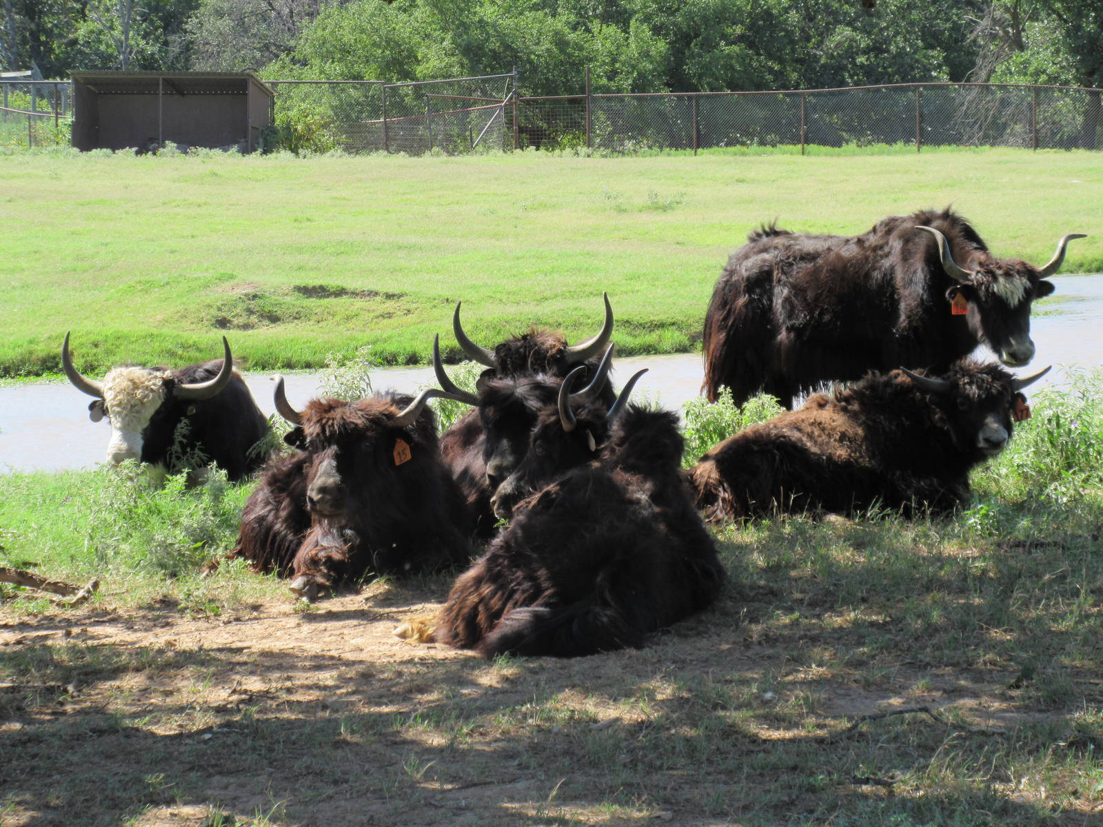 Drive-Through Safari - Yaks + Texas Longhorn