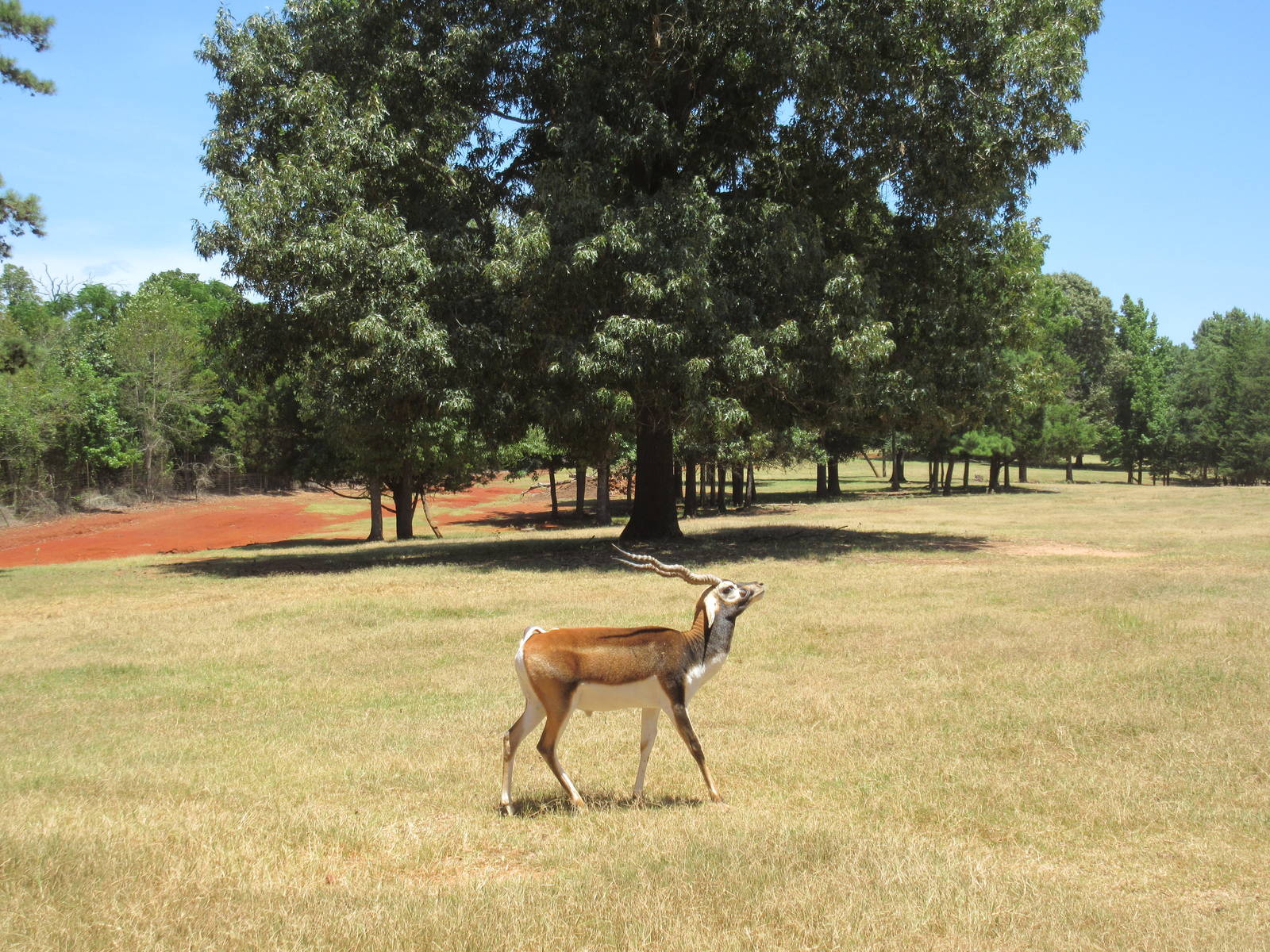 Drive-Through Safari