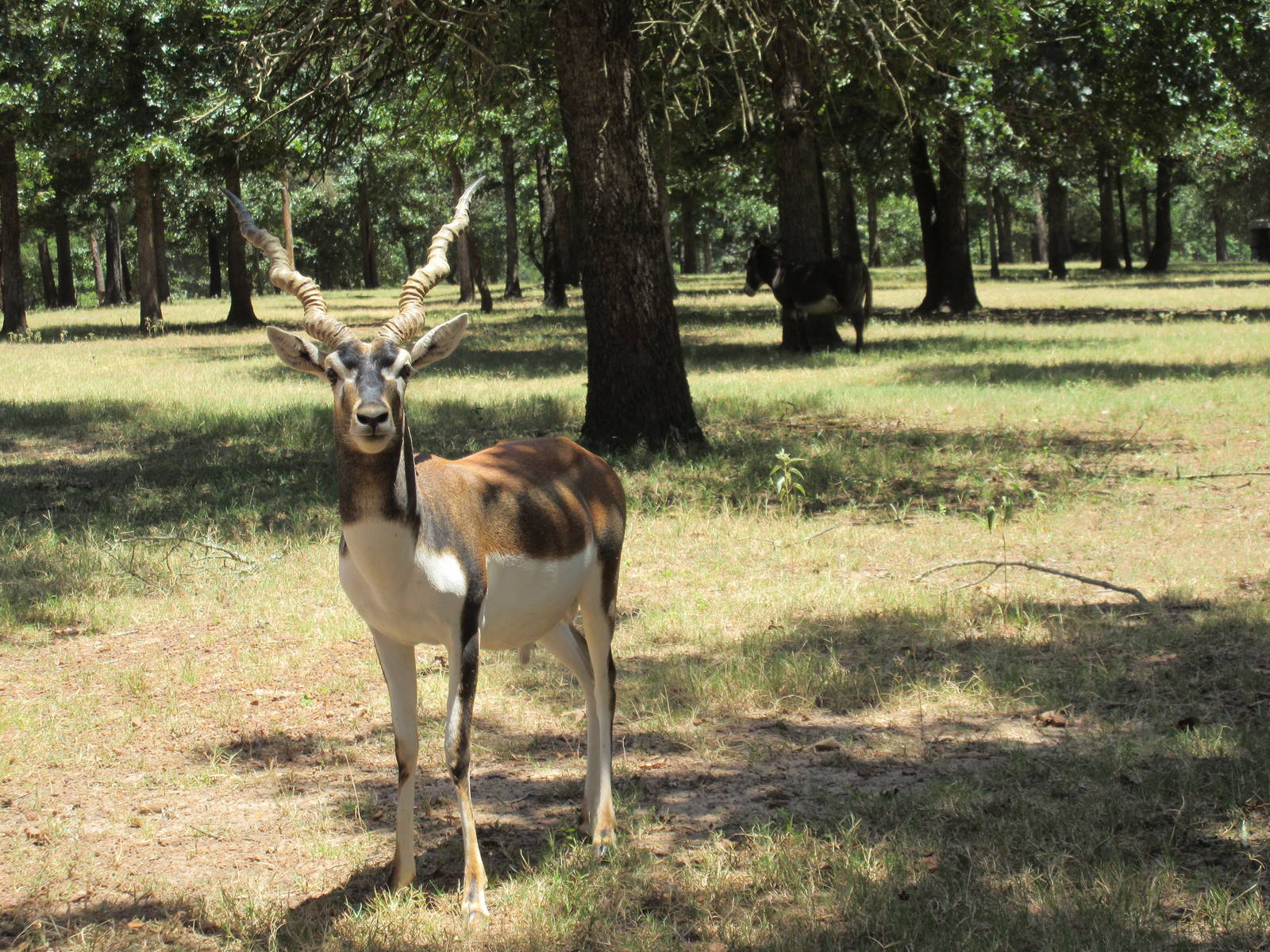 Drive-Through Safari
