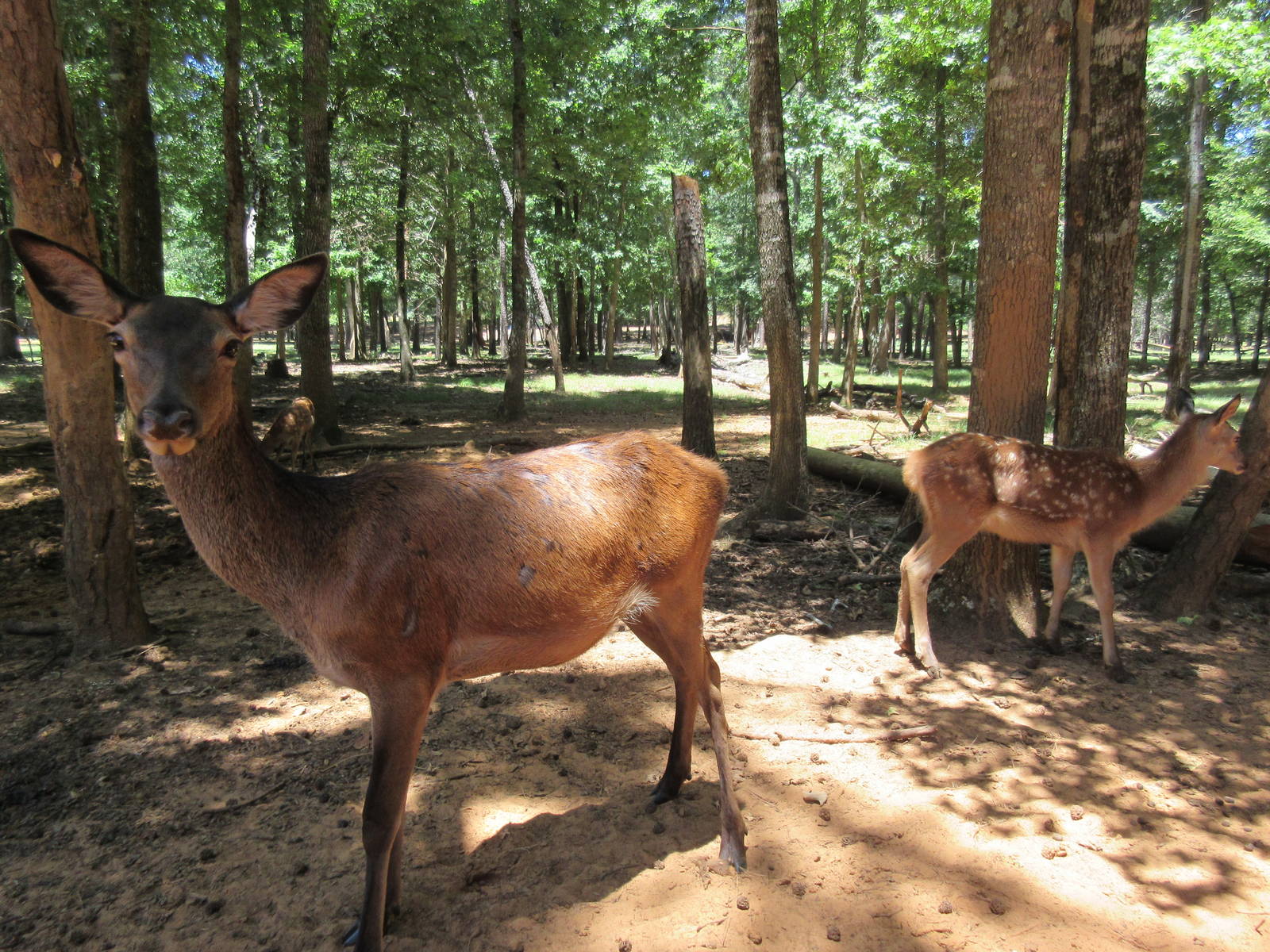 Drive-Through Safari