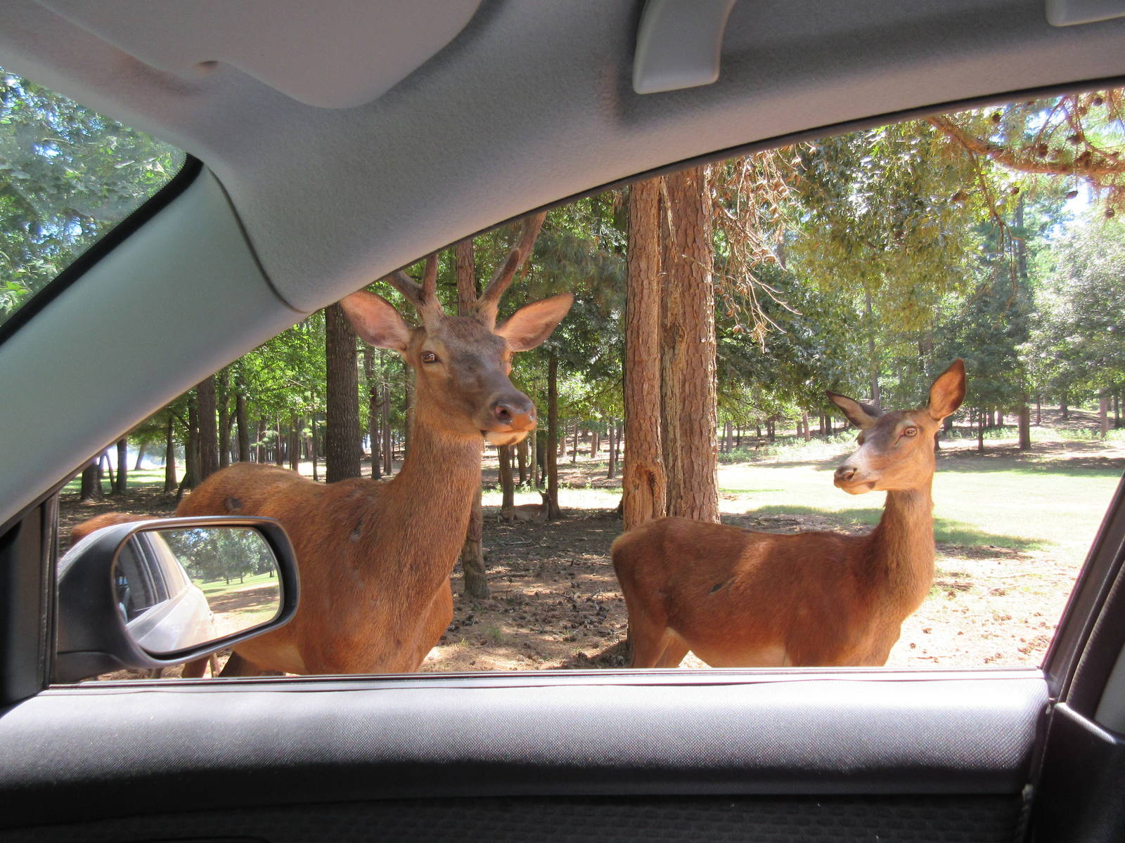 Drive-Through Safari
