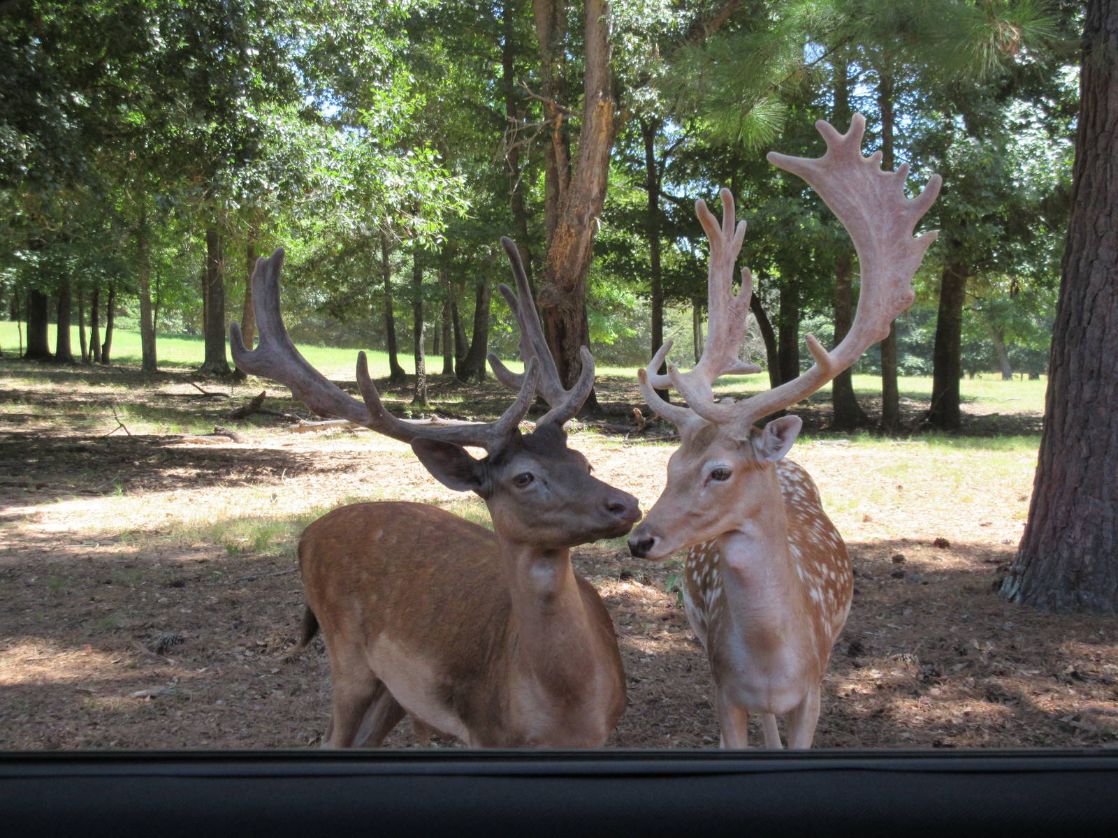 Drive-Through Safari
