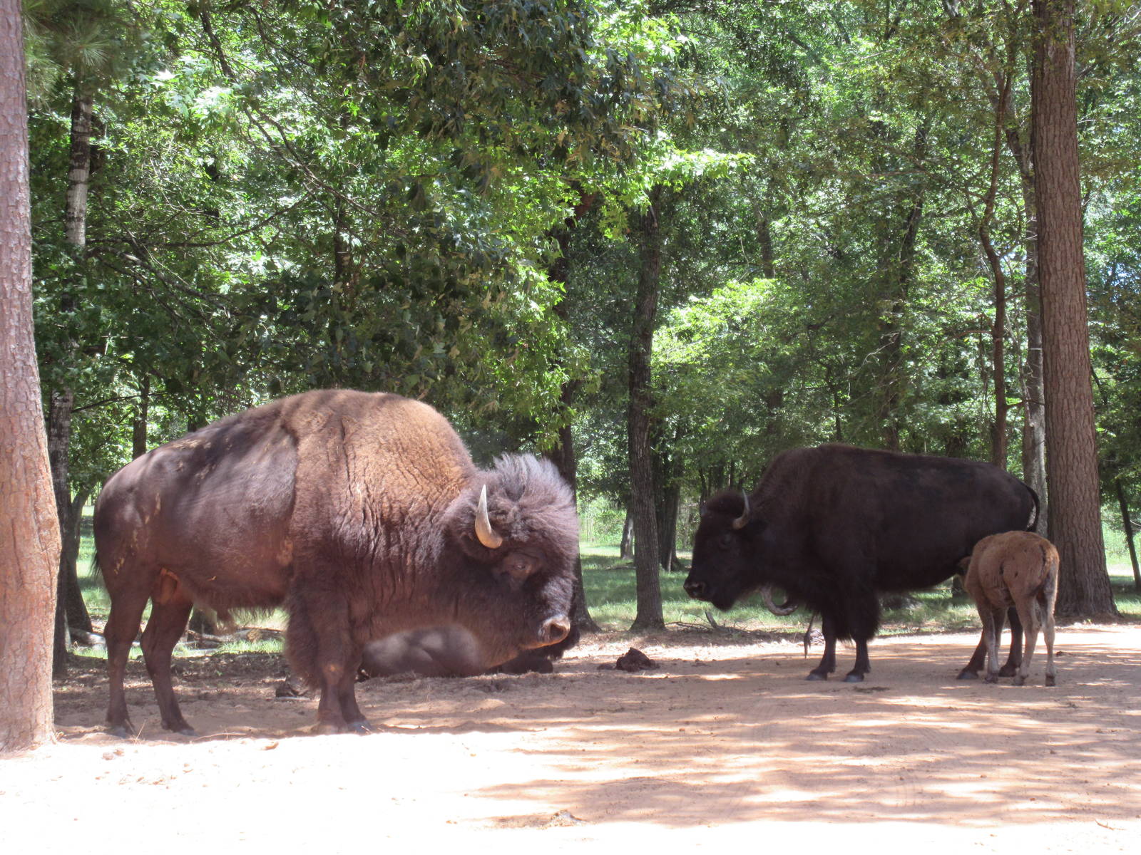 Drive-Through Safari