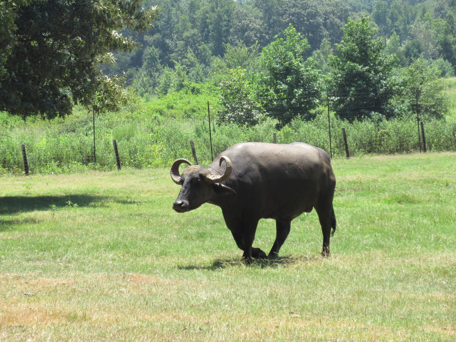 Drive-Through Safari