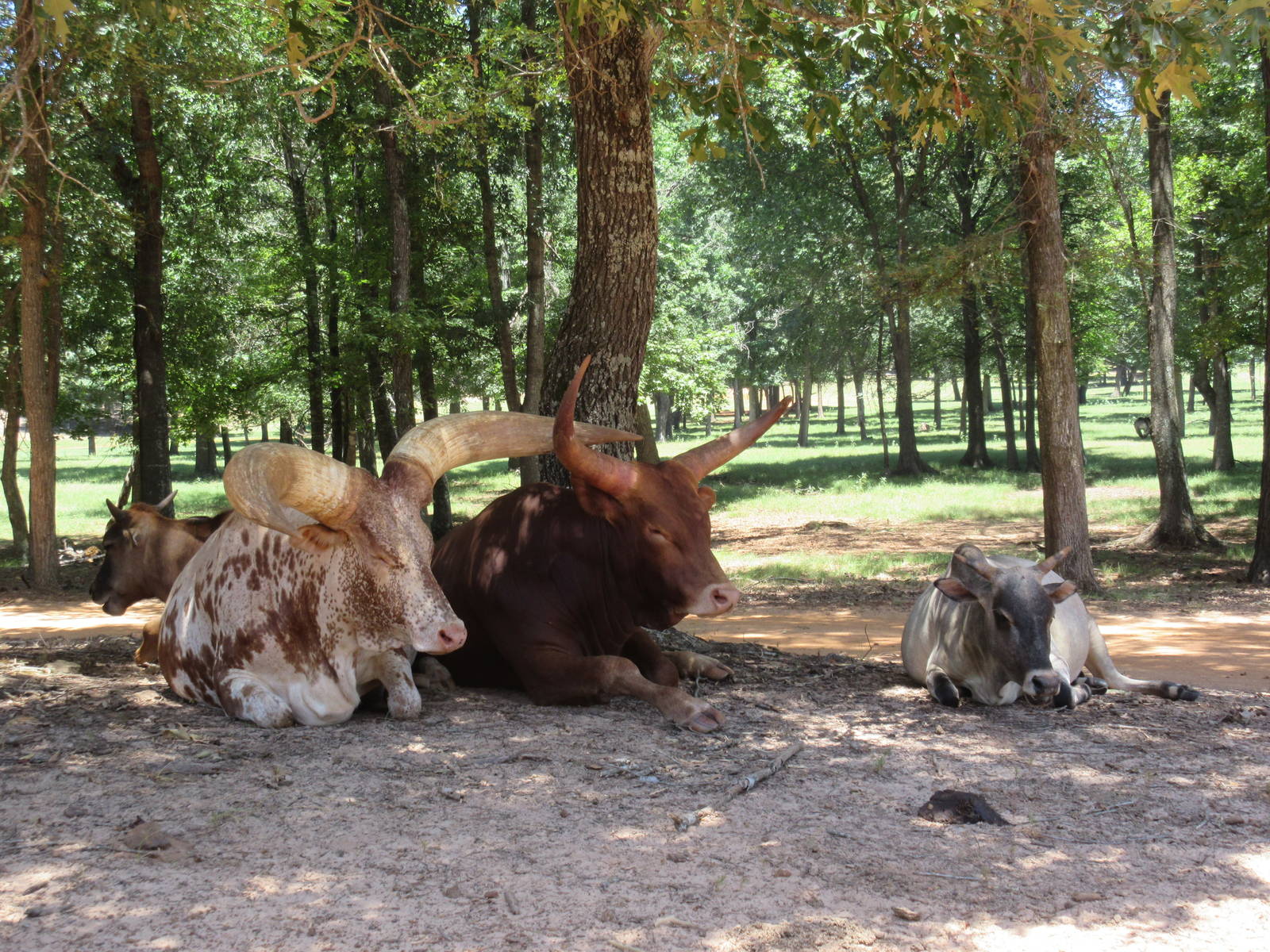 Drive-Through Safari