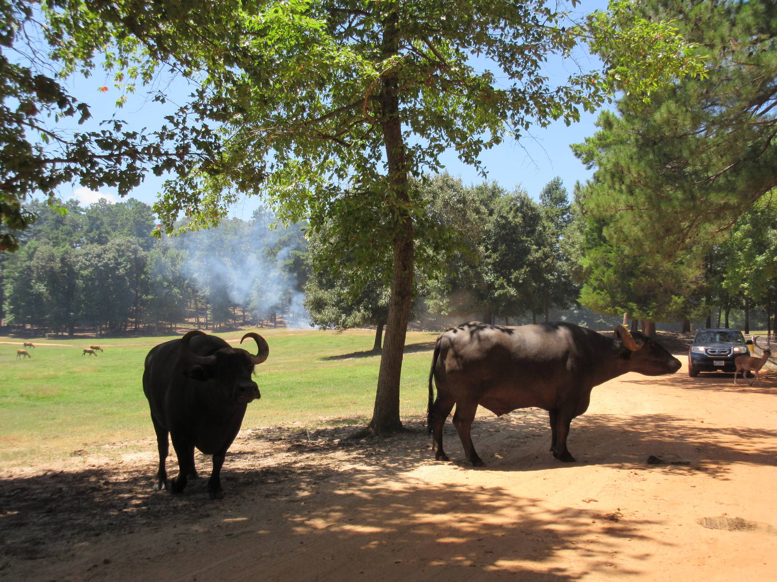 Drive-Through Safari