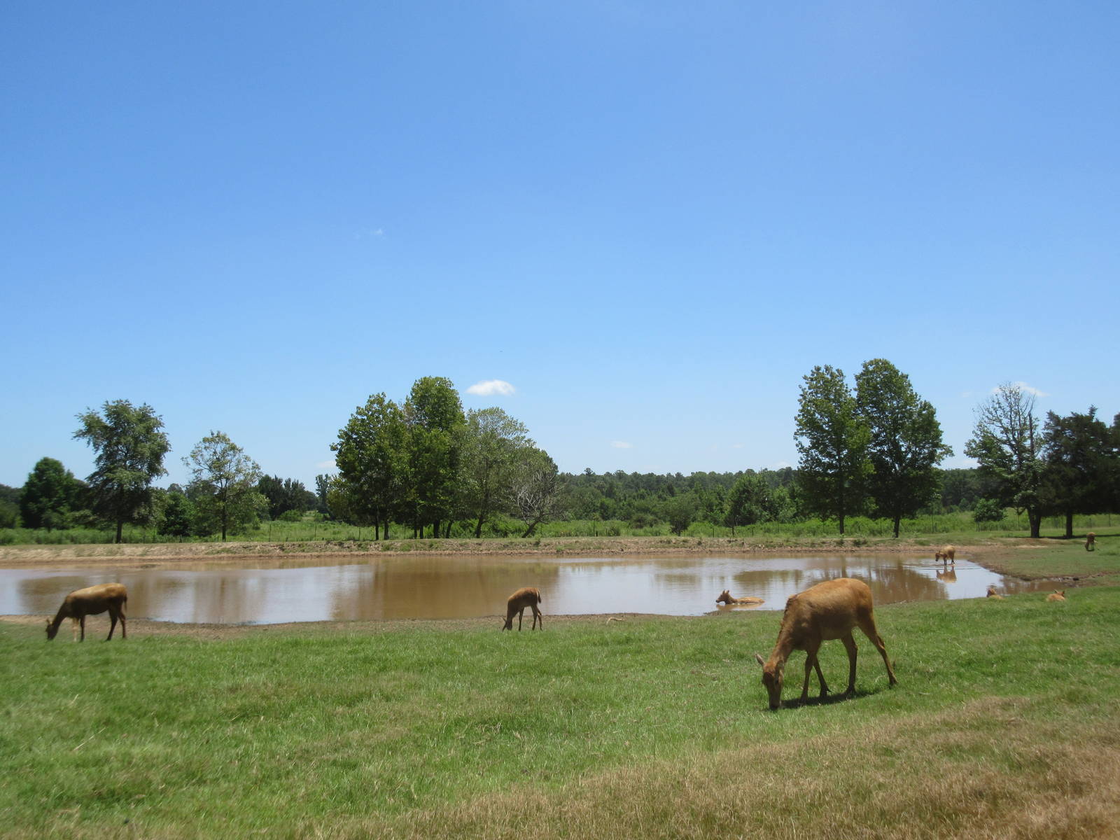 Drive-Through Safari