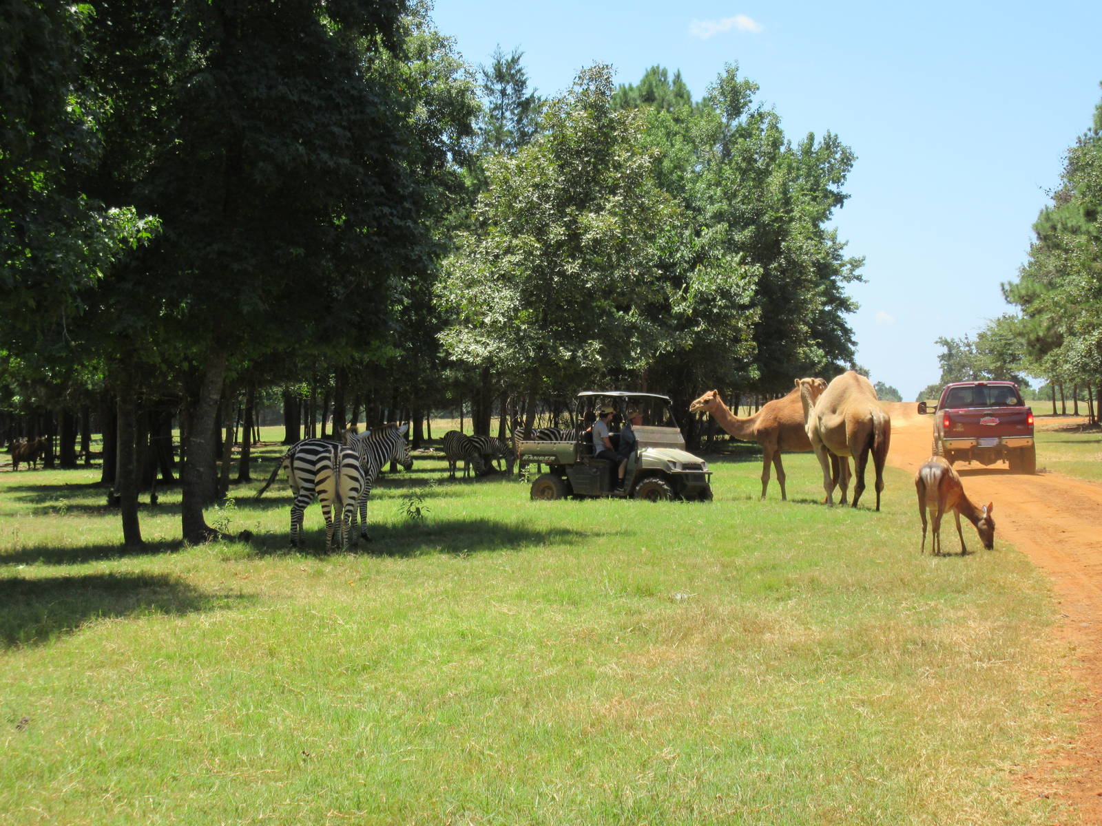 Drive-Through Safari
