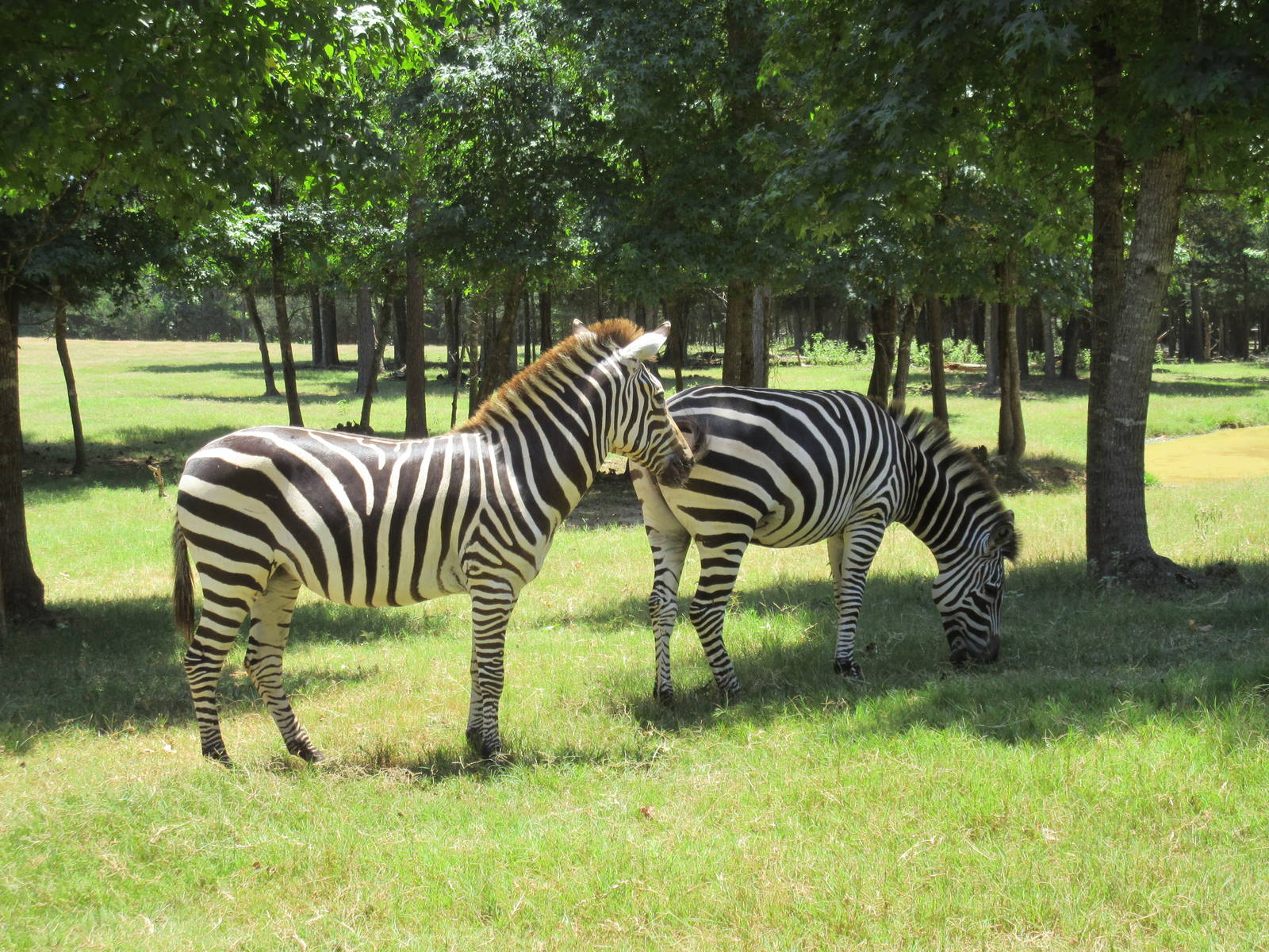 Drive-Through Safari
