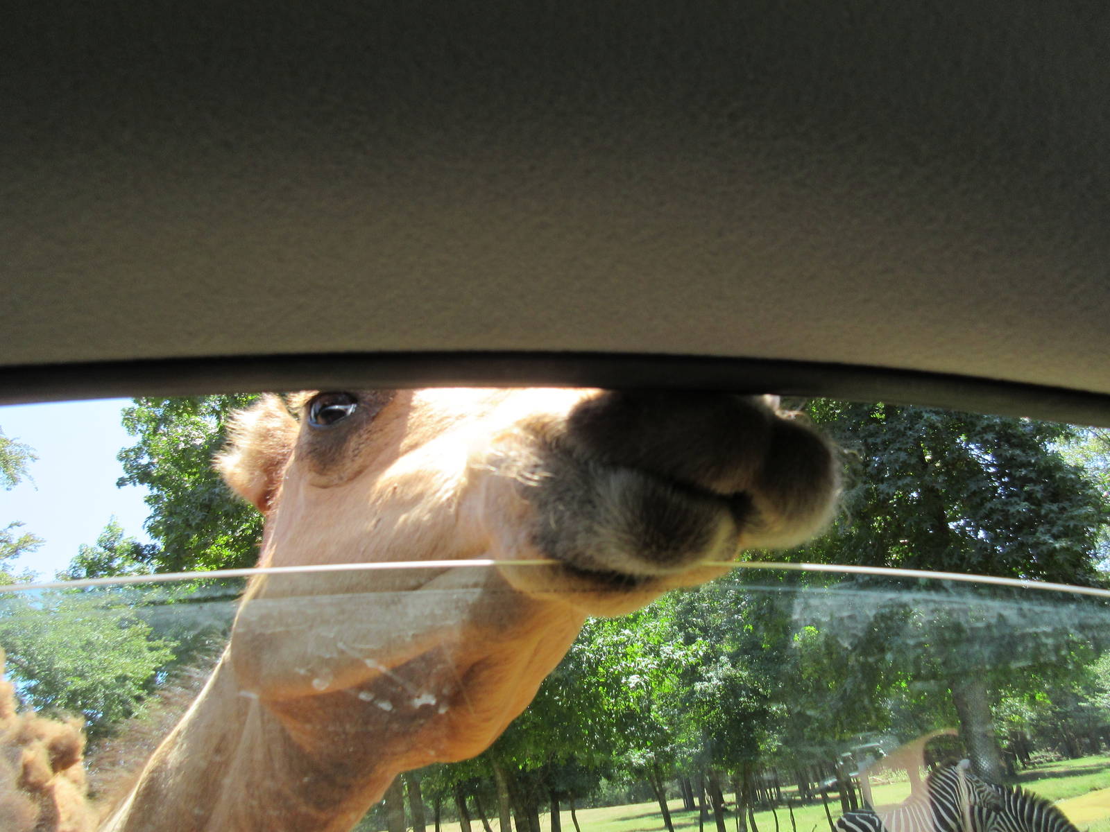 Drive-Through Safari