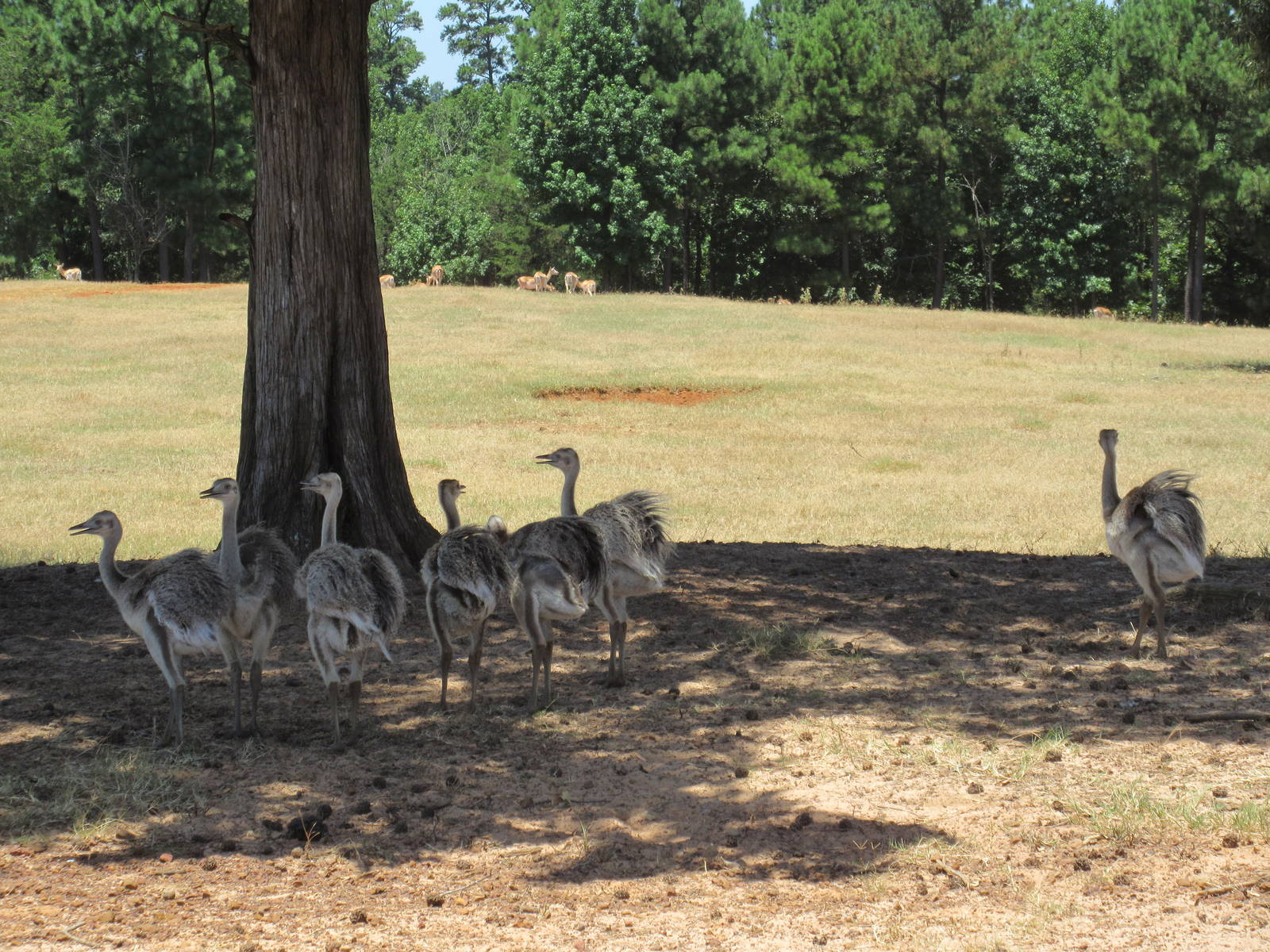Drive-Through Safari