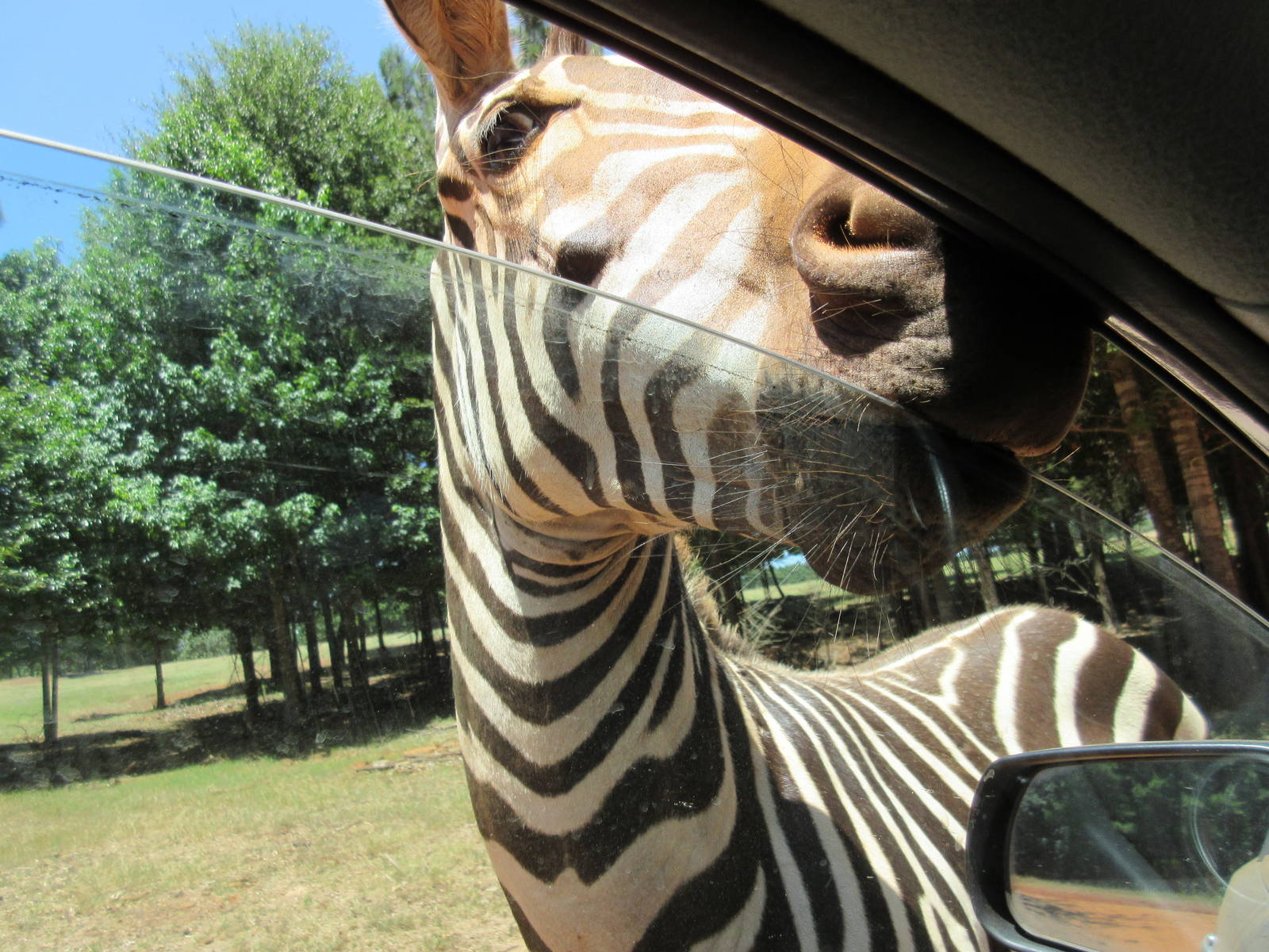 Drive-Through Safari