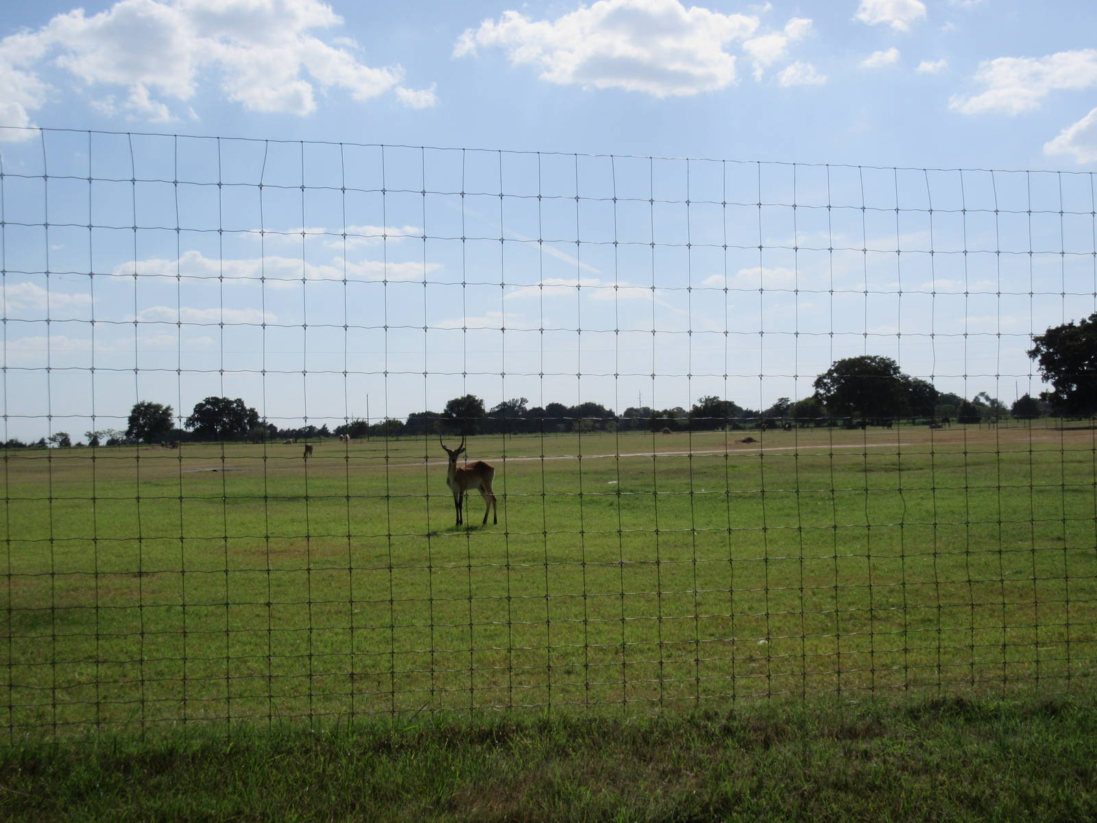 Drive-Through Safari