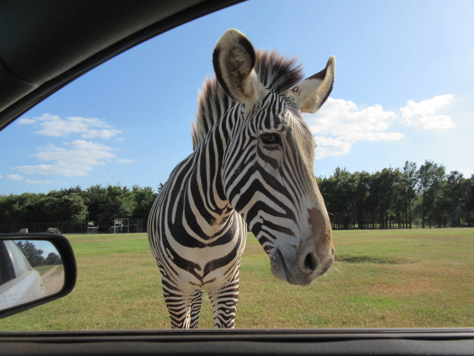 Drive-Through Safari