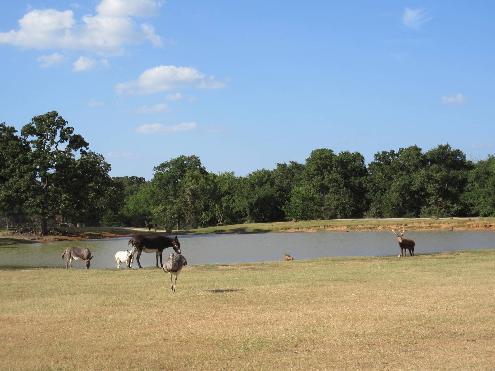 Drive-Through Safari