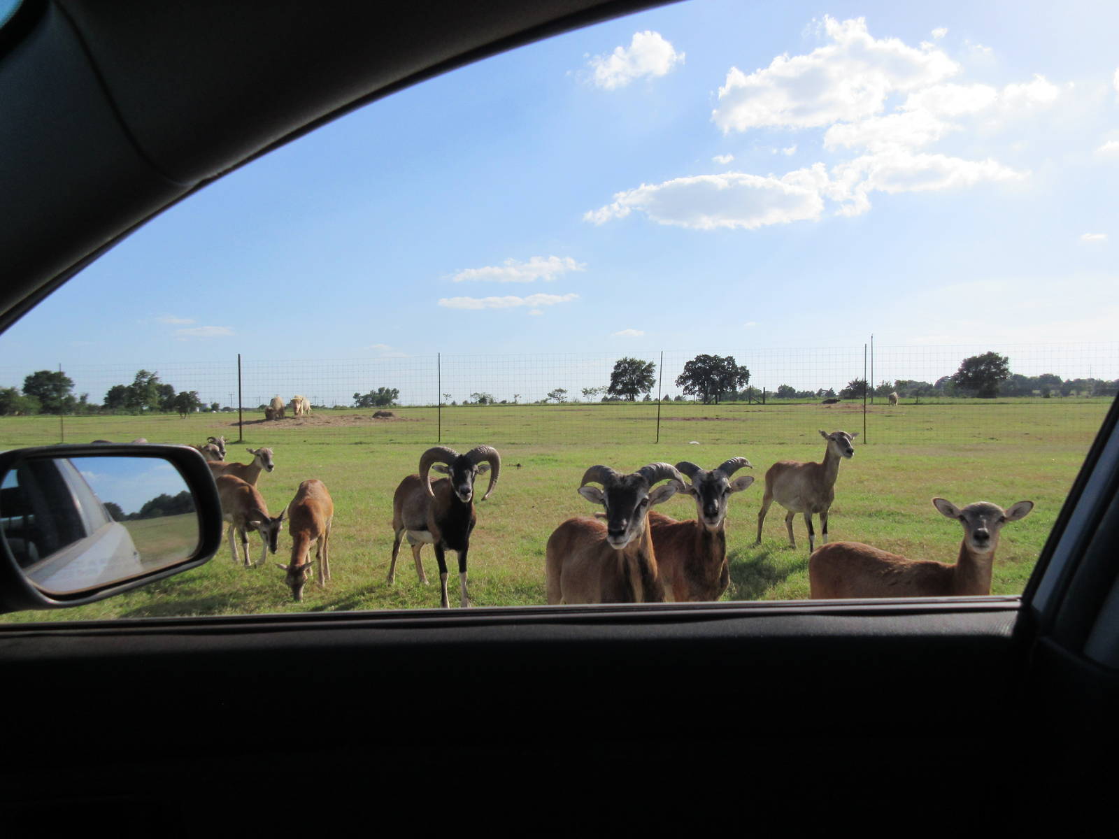 Drive-Through Safari