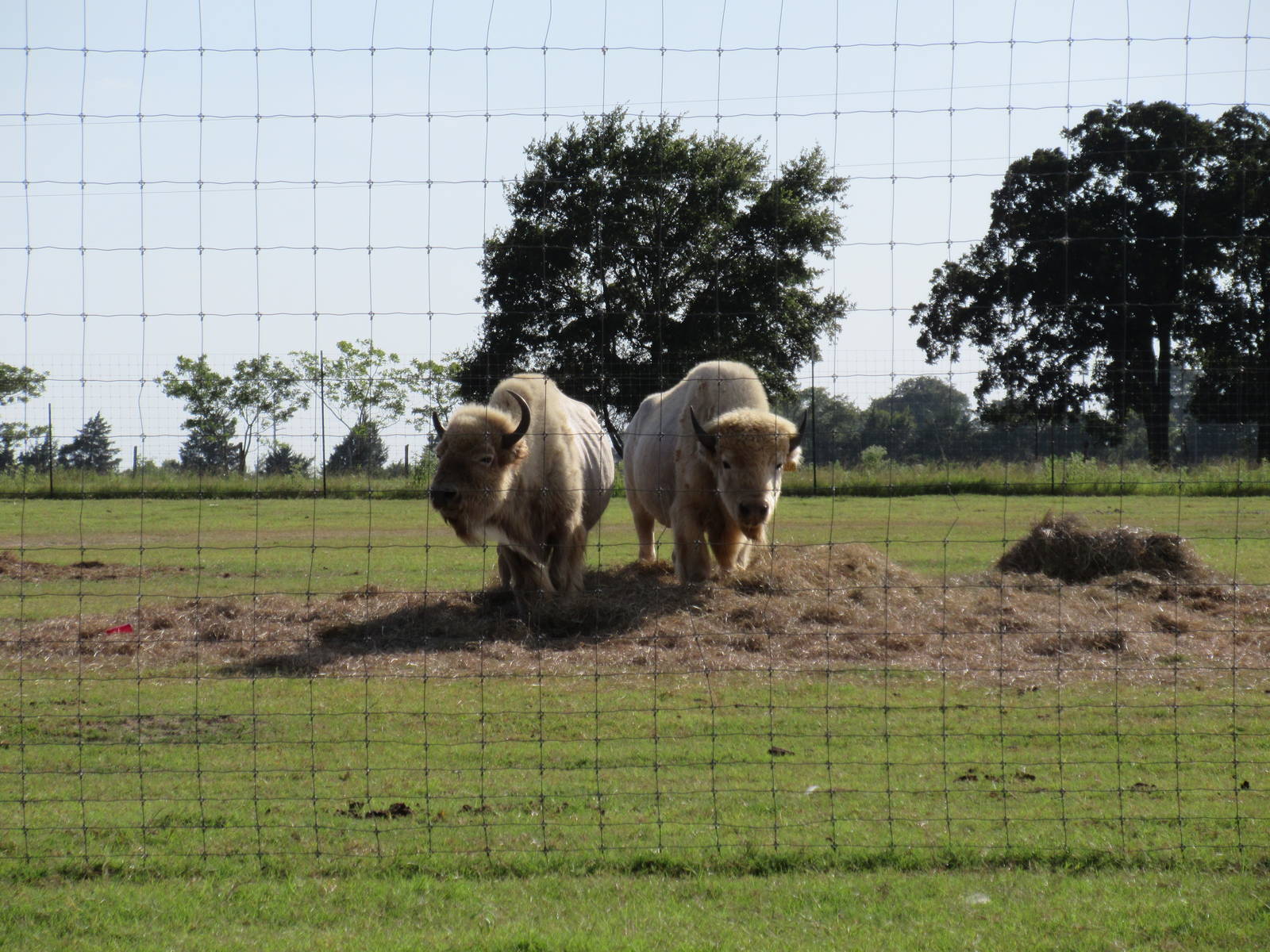 Drive-Through Safari