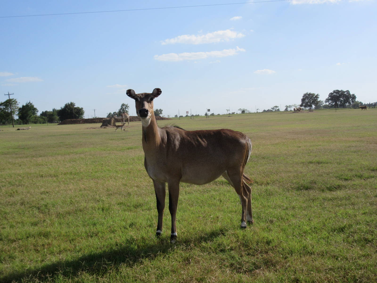 Drive-Through Safari