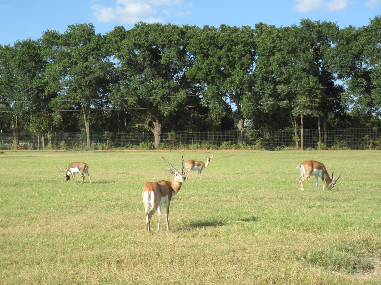 Drive-Through Safari