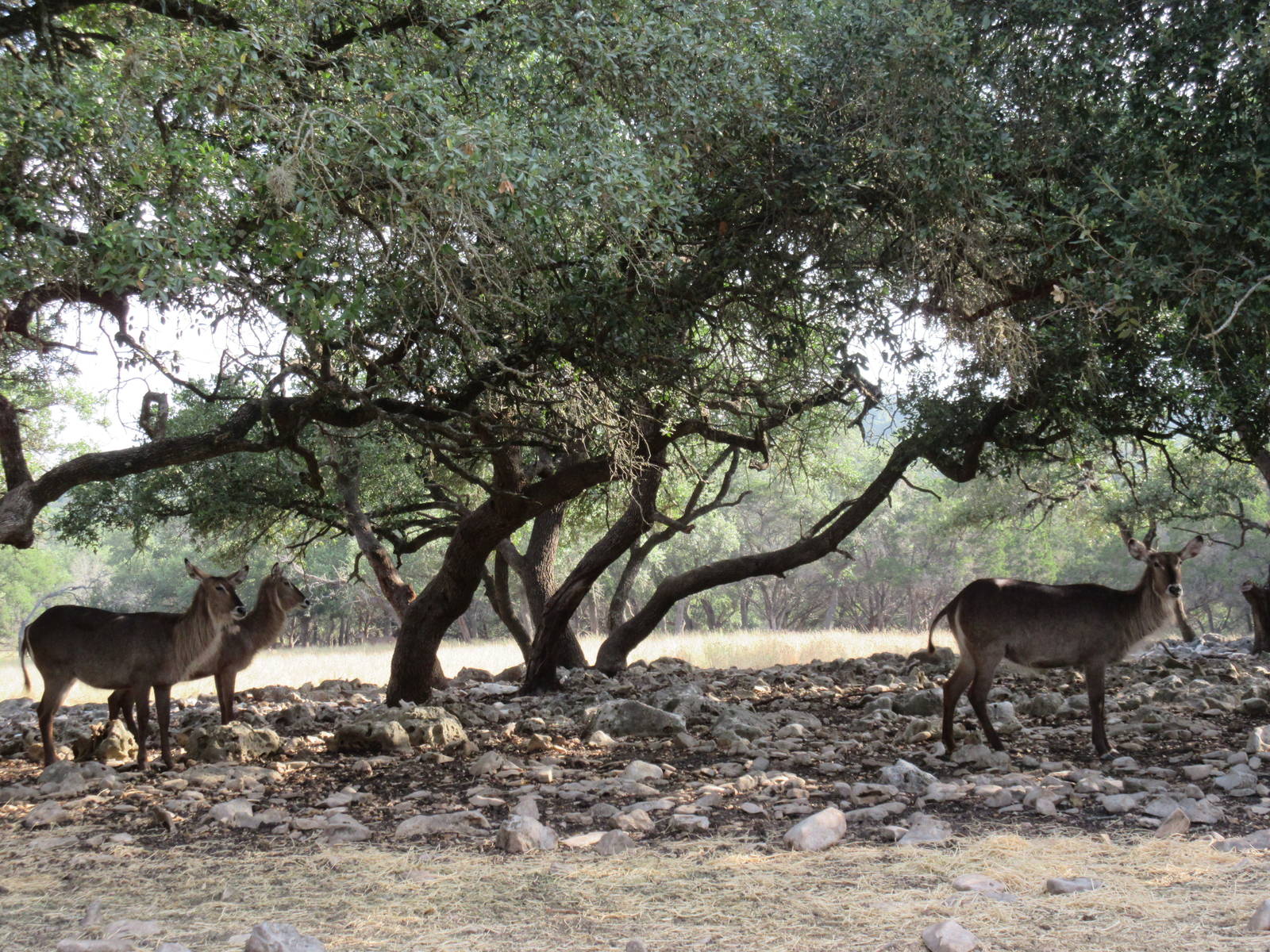 Drive-Through Safari
