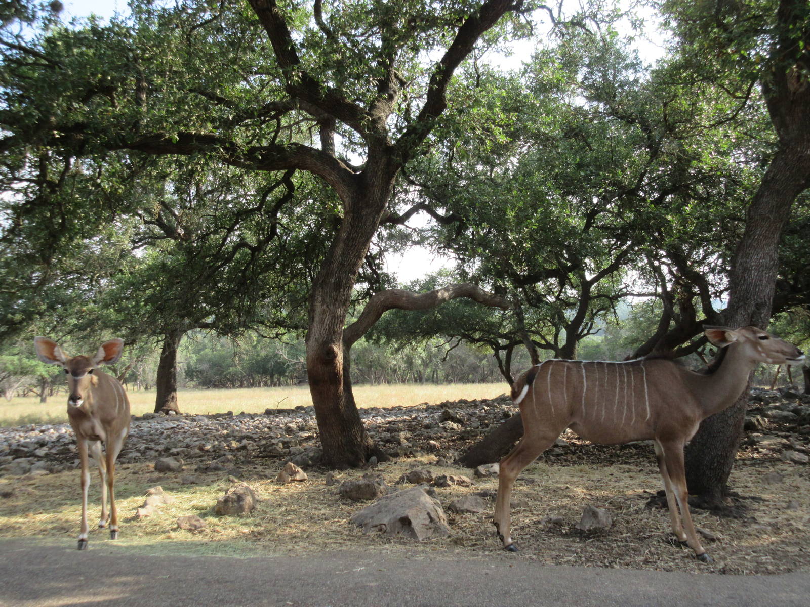 Drive-Through Safari