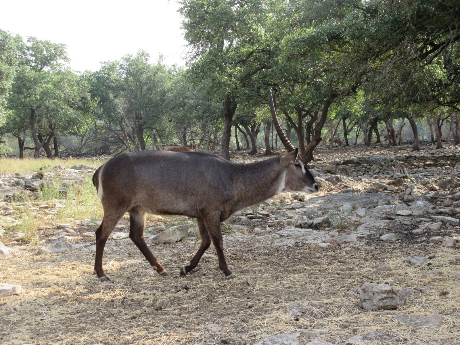 Drive-Through Safari