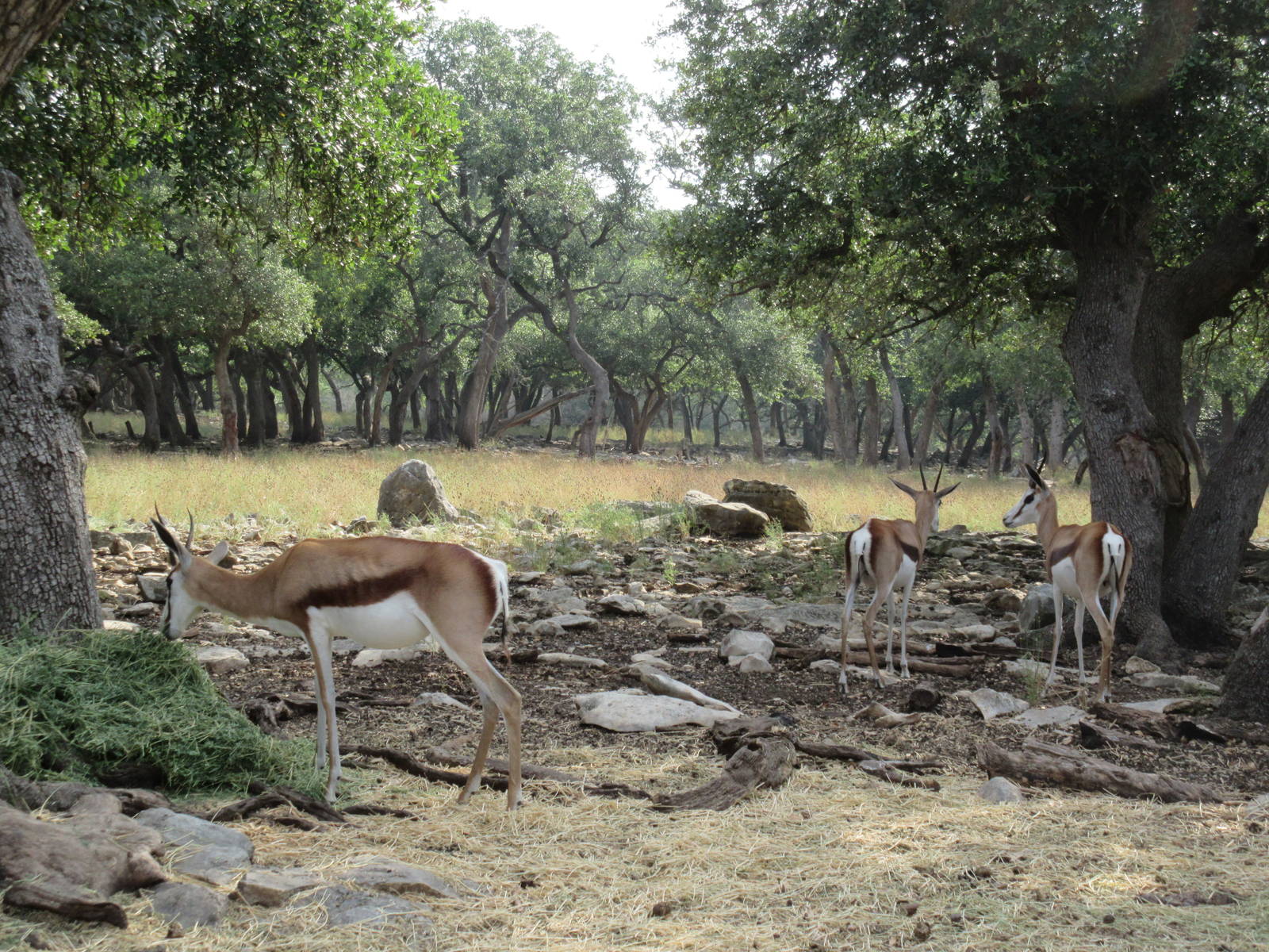 Drive-Through Safari