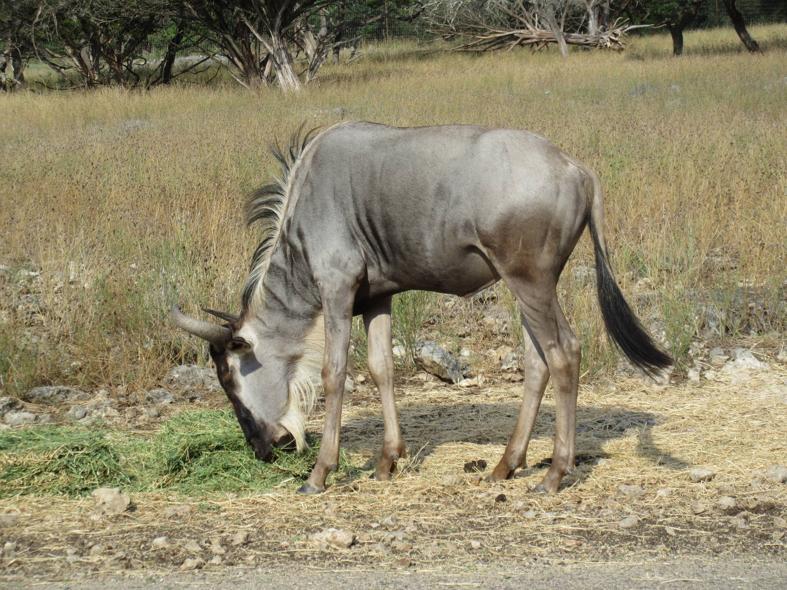 Drive-Through Safari