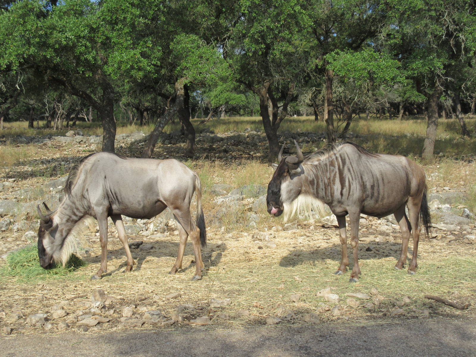 Drive-Through Safari