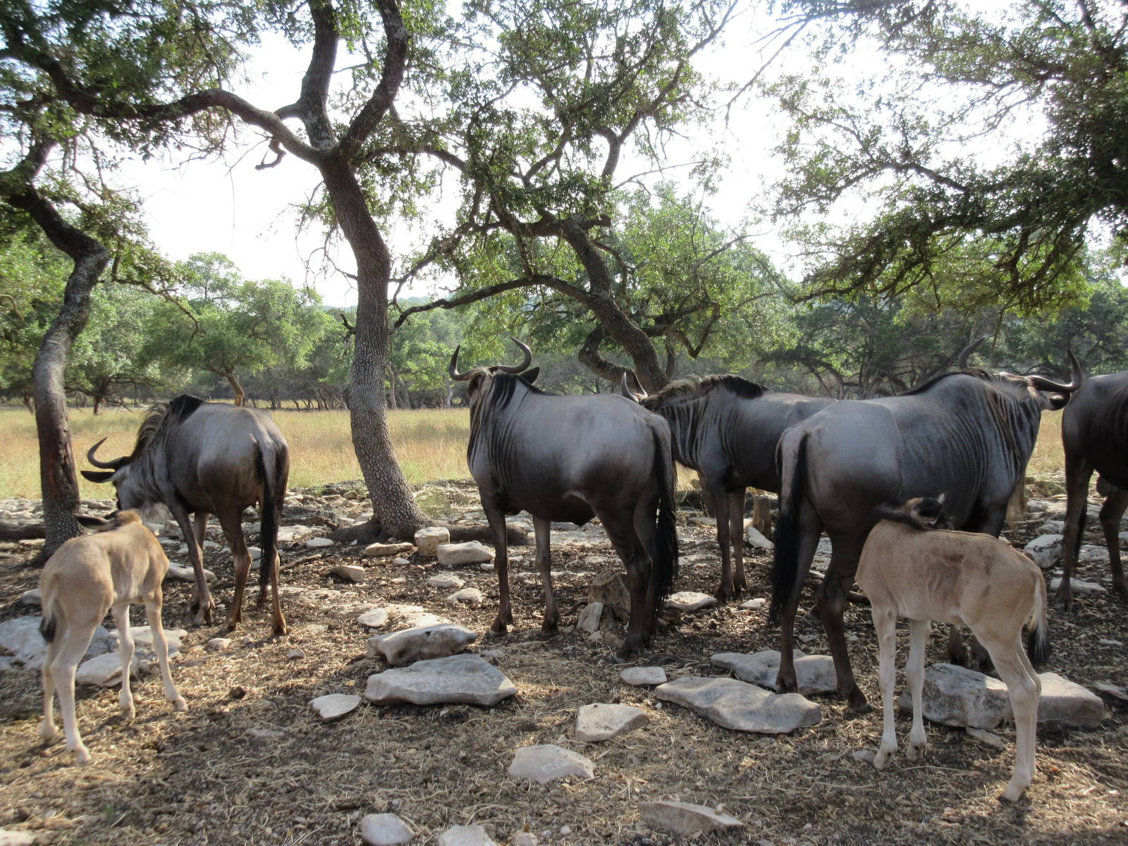 Drive-Through Safari