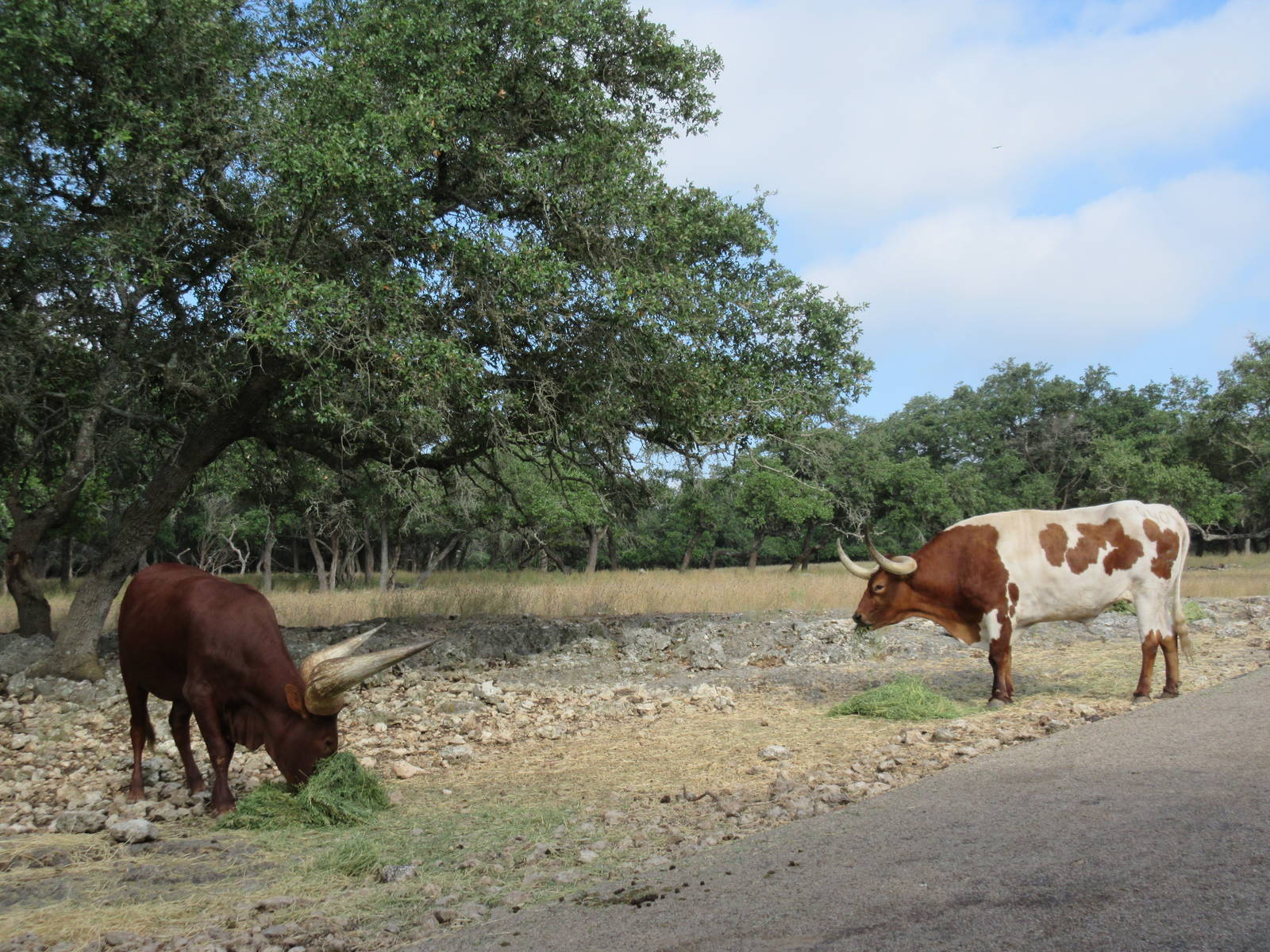 Drive-Through Safari