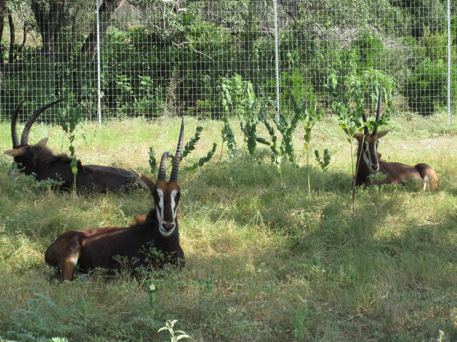Drive-Through Safari