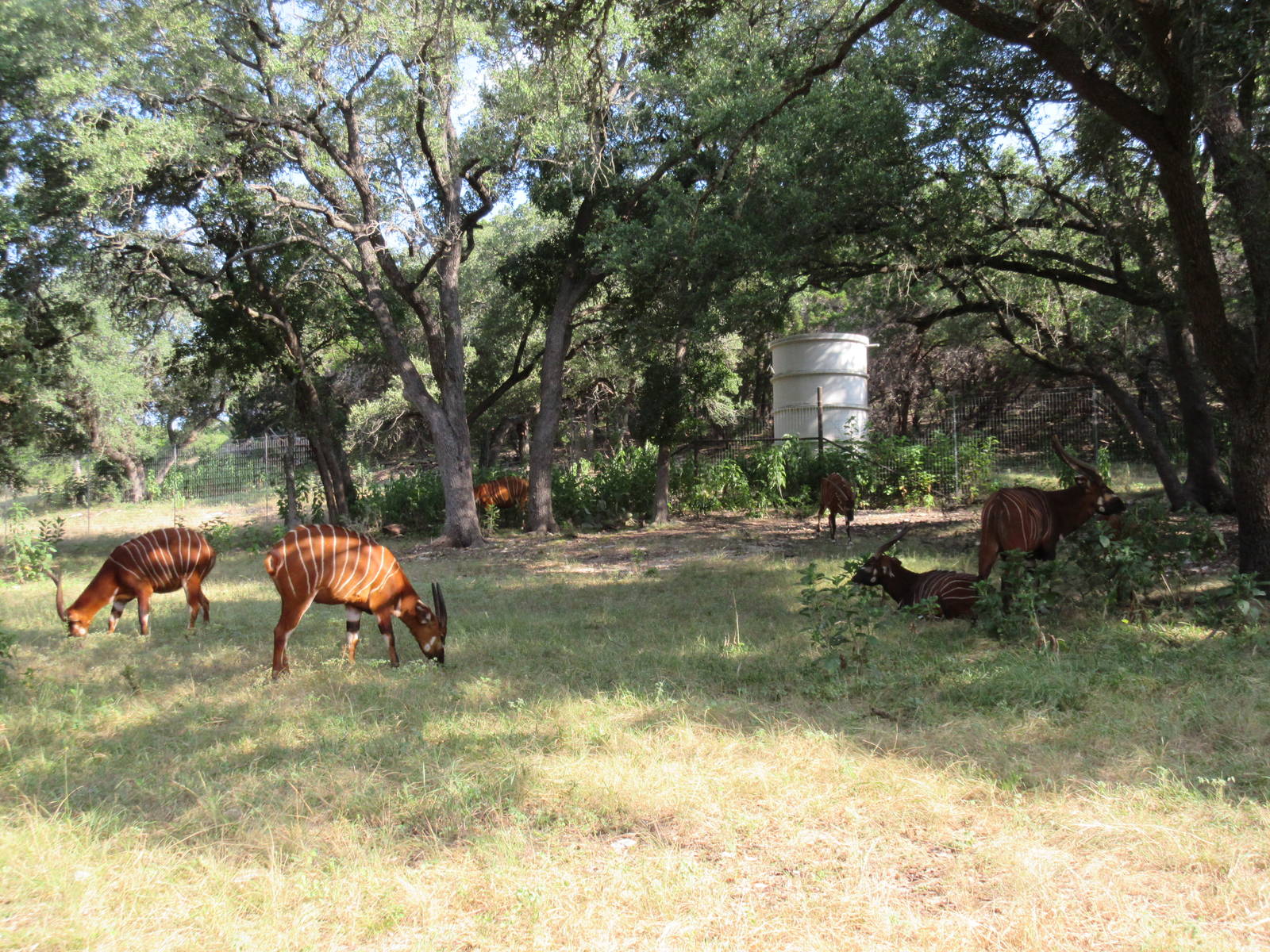 Drive-Through Safari