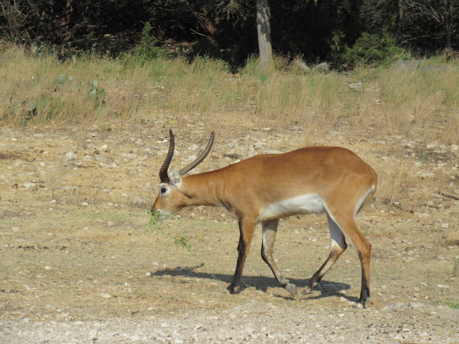 Drive-Through Safari