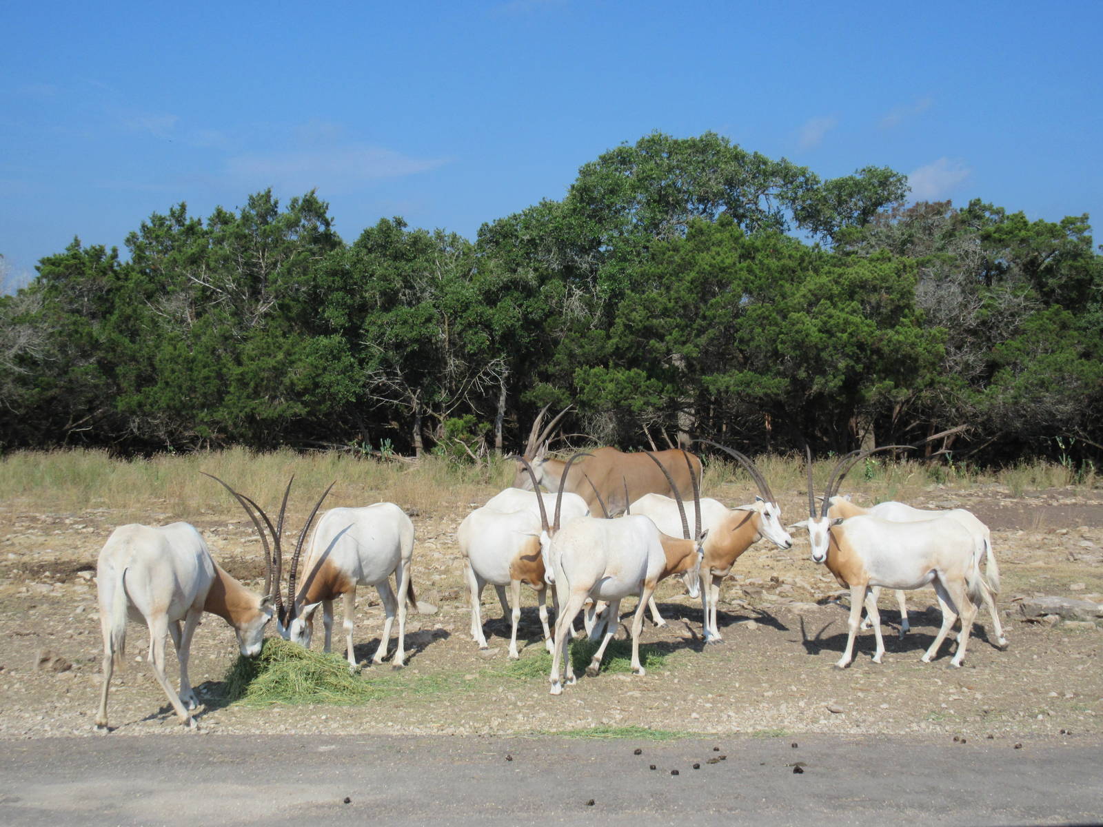 Drive-Through Safari