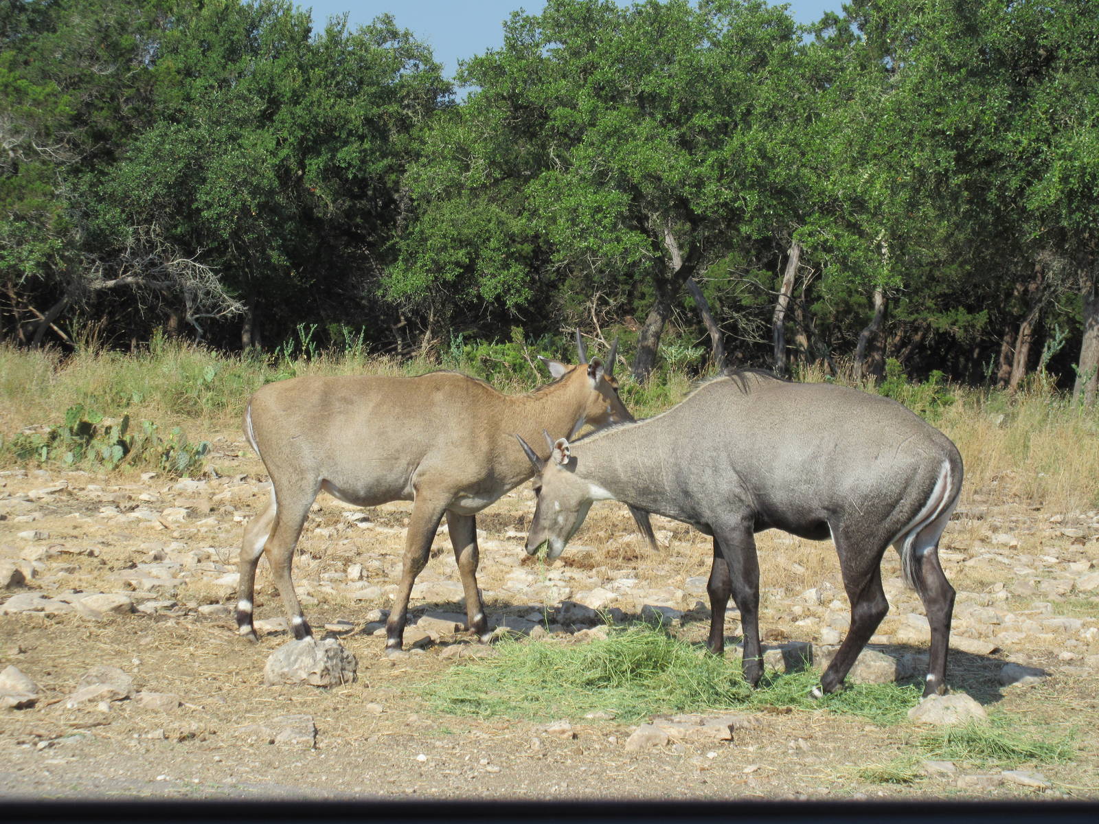 Drive-Through Safari